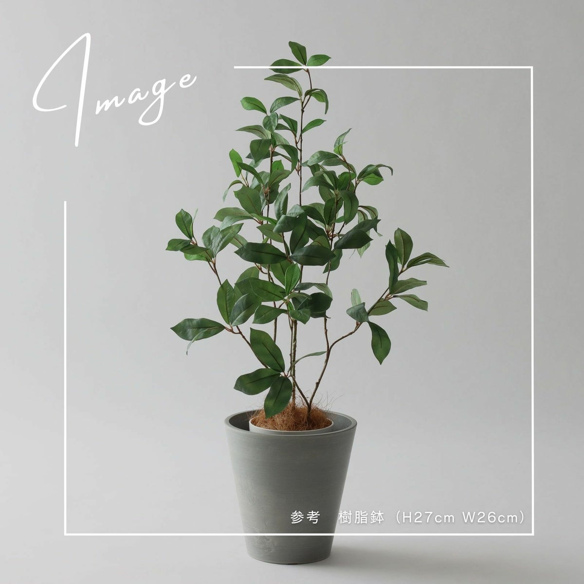 【参考】鉢h27cm w26cm