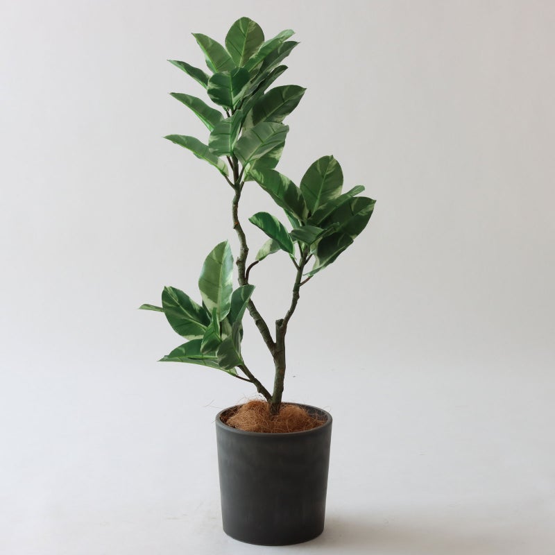 ⑰Petraポット （PT5 チャコール）｜高さ調整セット