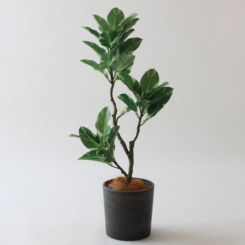 ⑰ Petraポット （PT5 チャコール）｜標準セット