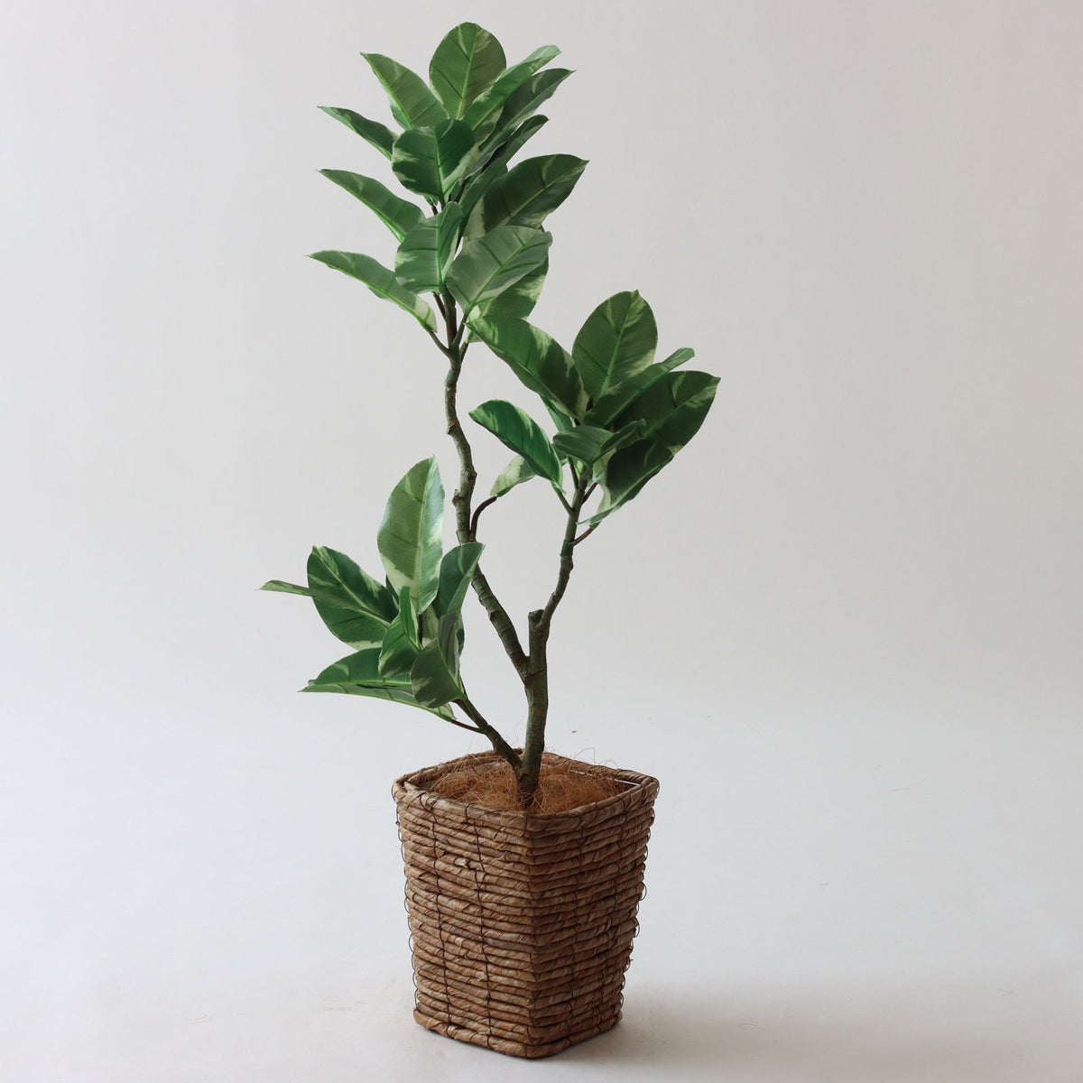 ⑤ バナナリーフ ミニ（KG77）｜標準セット