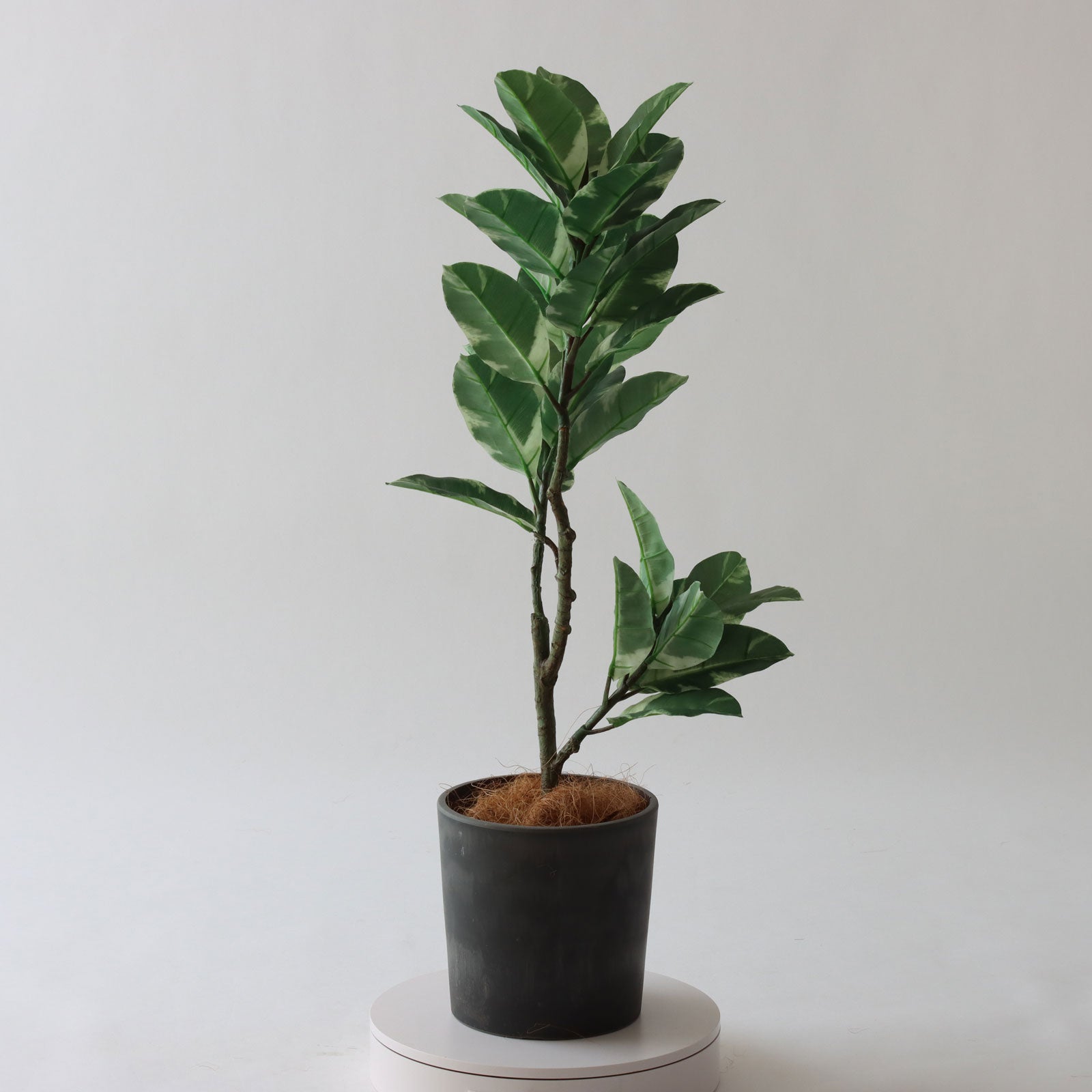 No8466 プレミアム光触媒フェイクグリーン 「美しい斑入り葉