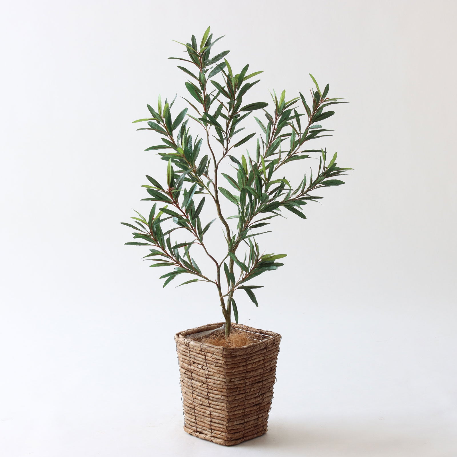 オリーブの木 | プレミアム光触媒フェイクグリーン 造花ドットコム