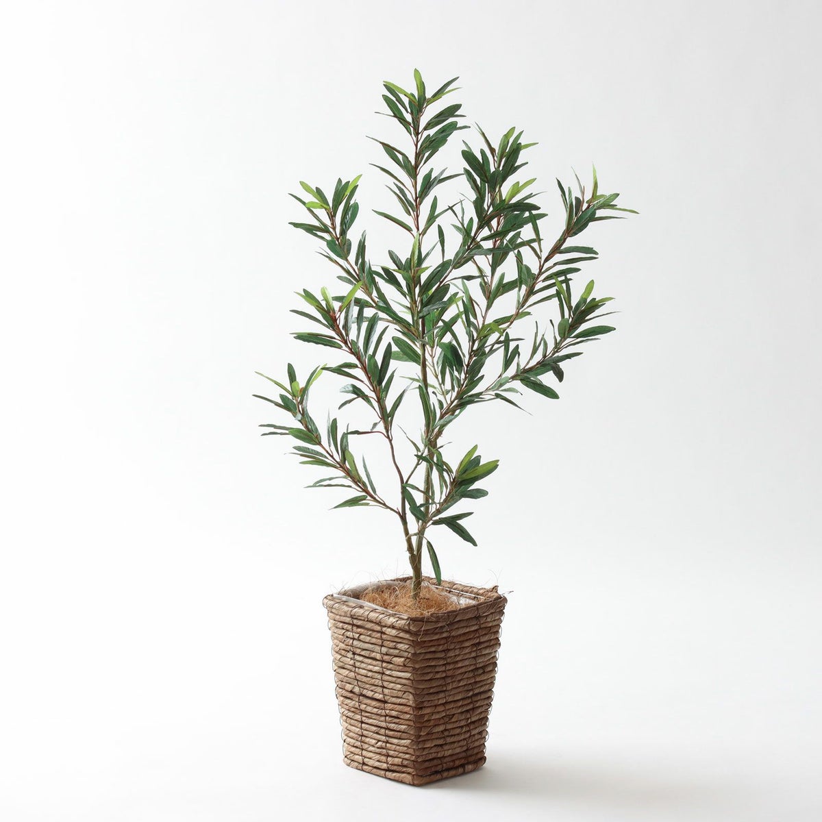 ⑤ バナナリーフ ミニ（KG77）鉢カバーセット