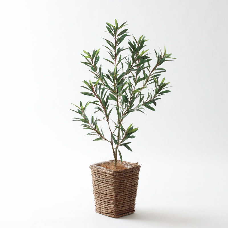 ⑤ バナナリーフ ミニ（KG77）鉢カバーセット