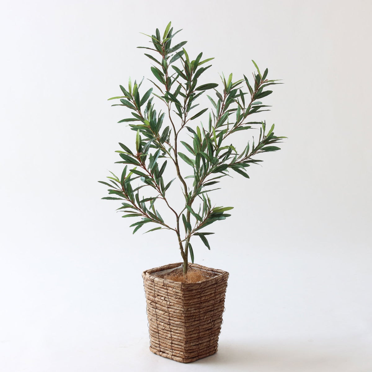 ⑤ バナナリーフ ミニ（KG77）｜標準セット