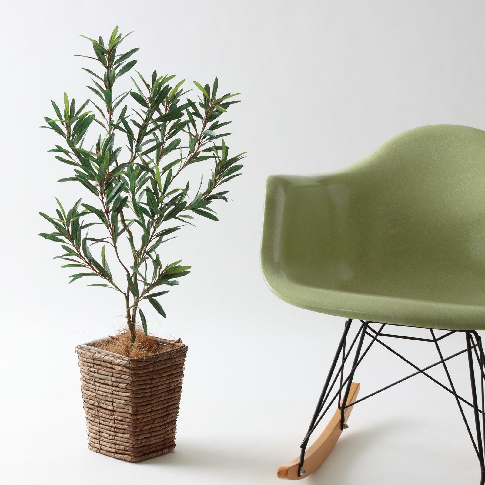 No8447 オリーブのある暮らしイメージ