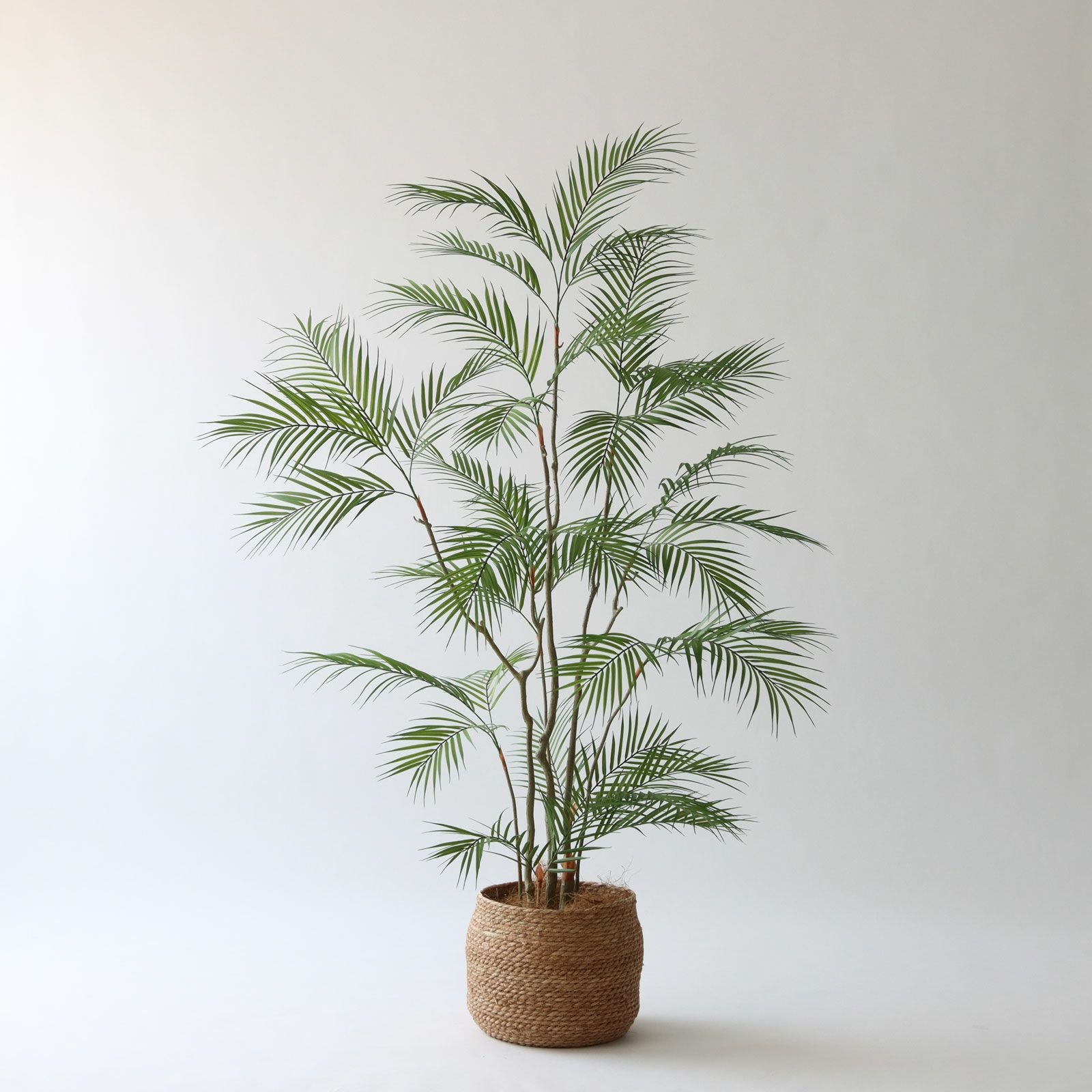 幹のラインを整えたフェイクグリーン 調整済み 観葉植物 インドゴムノキ