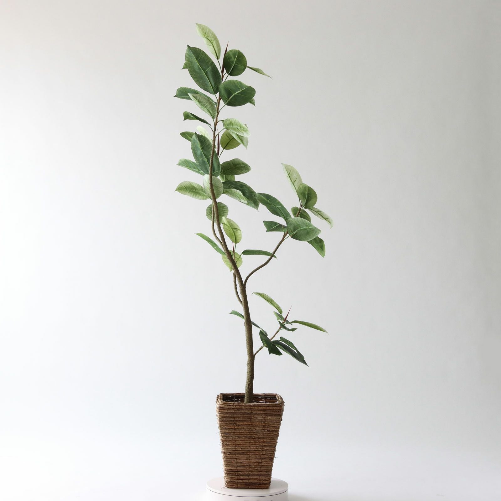光触媒　観葉植物　ウォールグリーン　フェイクグリーン　フレッシュツイストゴムの木 No9423 プレミアム光触媒フェイクグリーン 「つややかな濃緑の葉