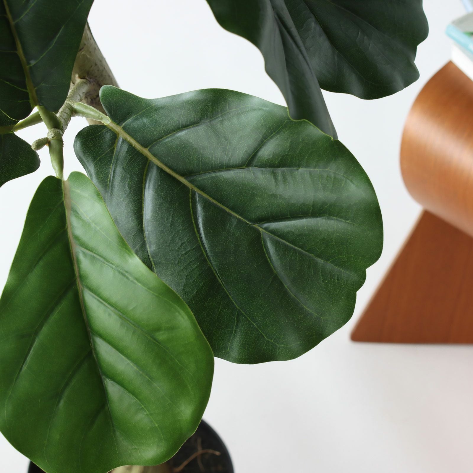 フィドルリーフ 葉のディテール