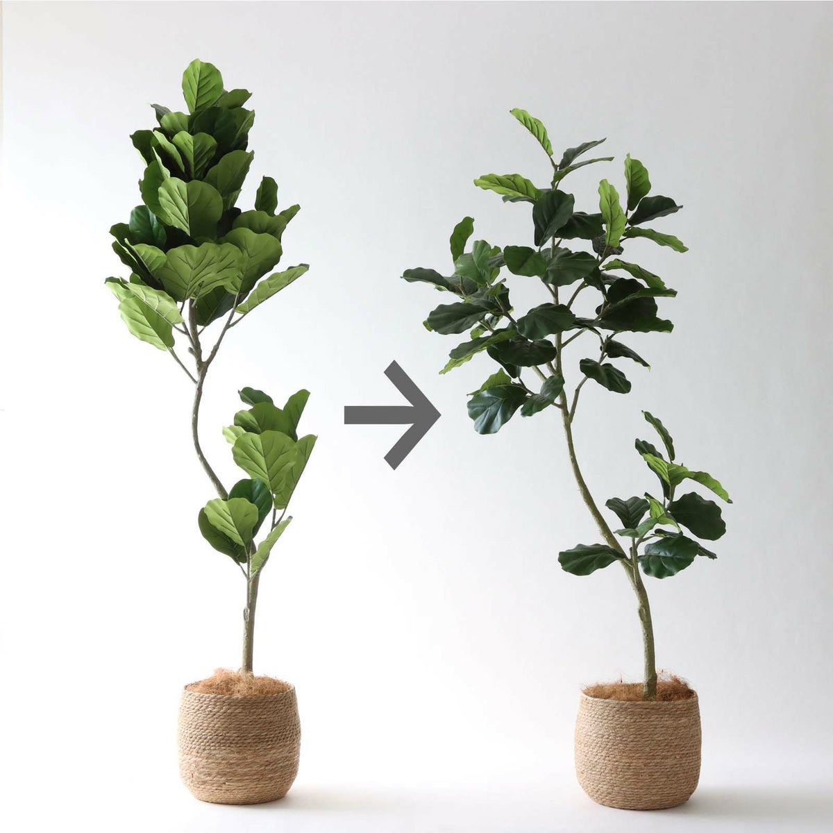 ① シーグラス 大（SK8）鉢カバーセット