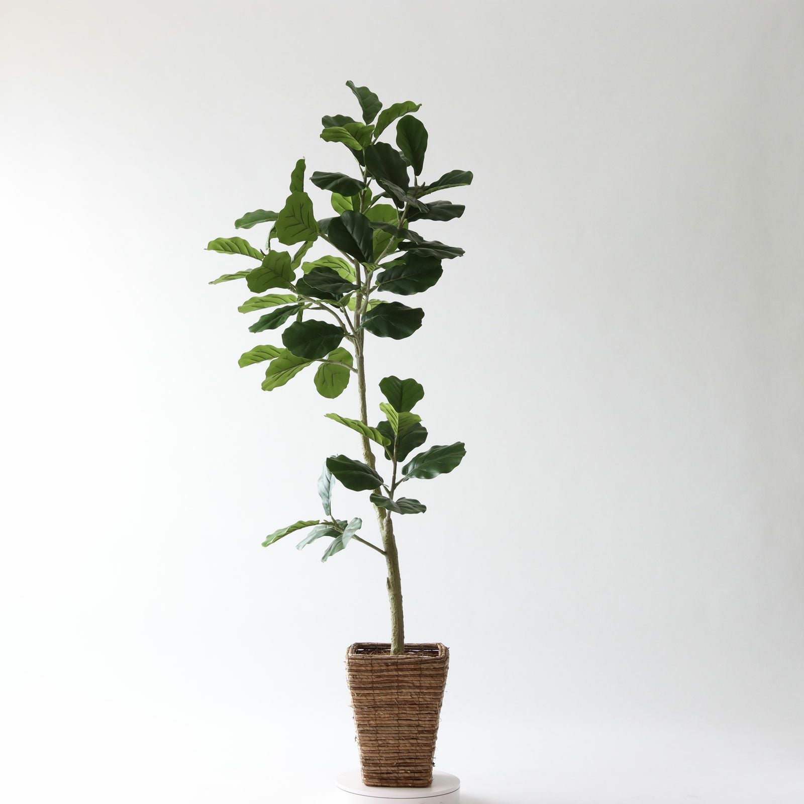 光触媒　人工観葉植物　ウォールグリーン　フェイクグリーン　カシワバゴム145pw No9425 プレミアム光触媒フェイクグリーン【幹のラインを整えた半完成
