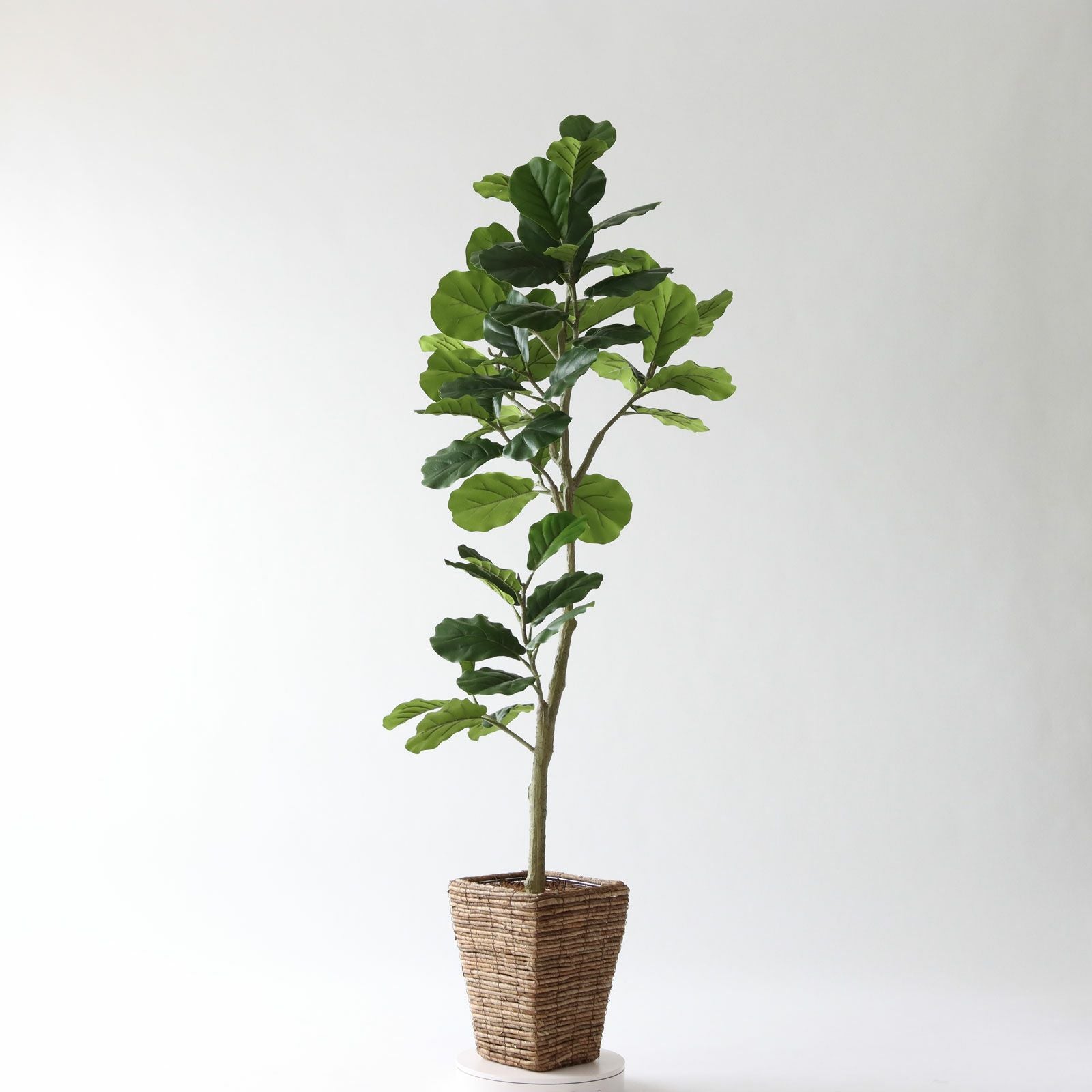 光触媒　人工観葉植物　フェイクグリーン　DXカシワバゴム1.8maj No9425 プレミアム光触媒フェイクグリーン【幹のラインを整えた半完成