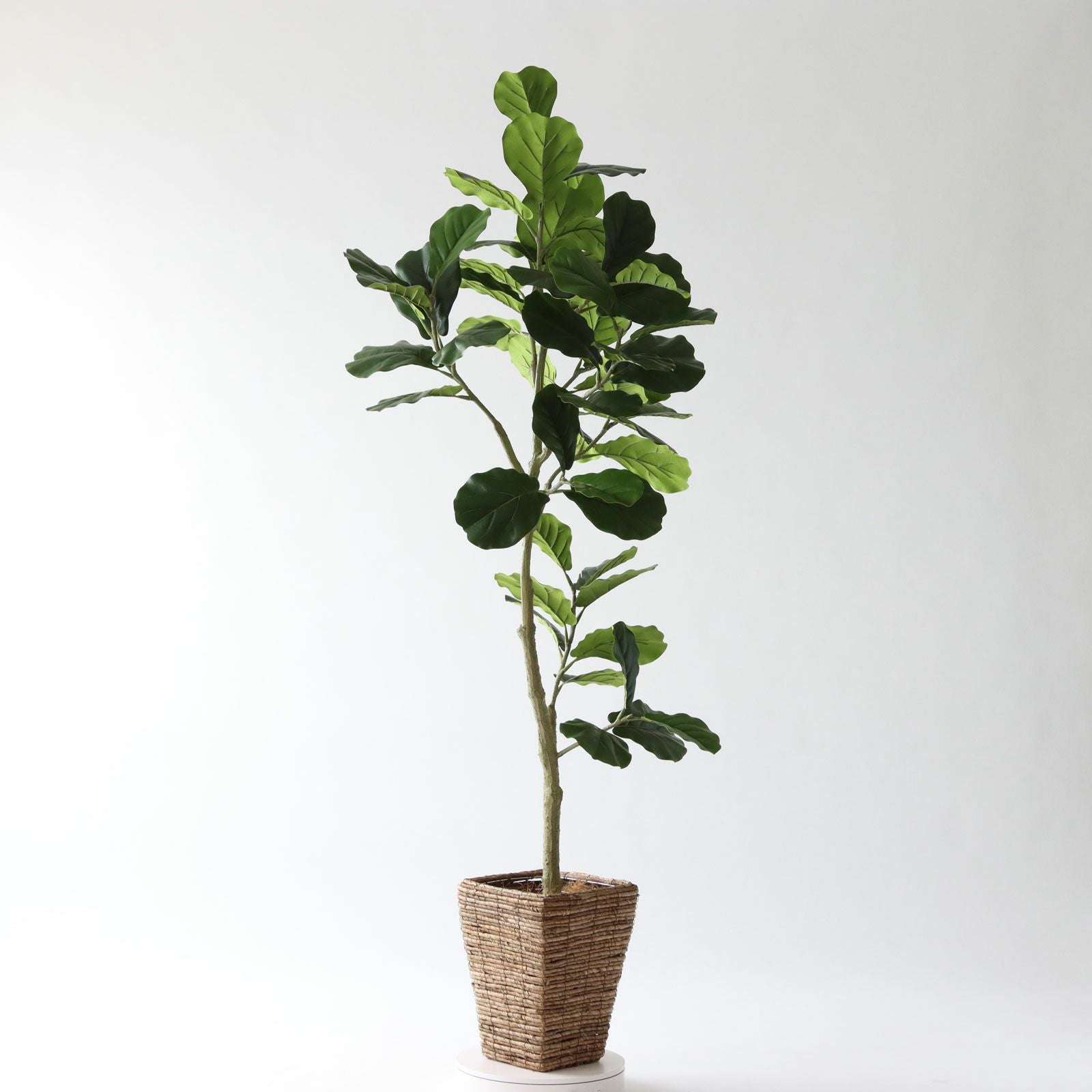 光触媒　人工観葉植物　フェイクグリーン　デザインカシワバゴム1.1 No9425 プレミアム光触媒フェイクグリーン【幹のラインを整えた半完成