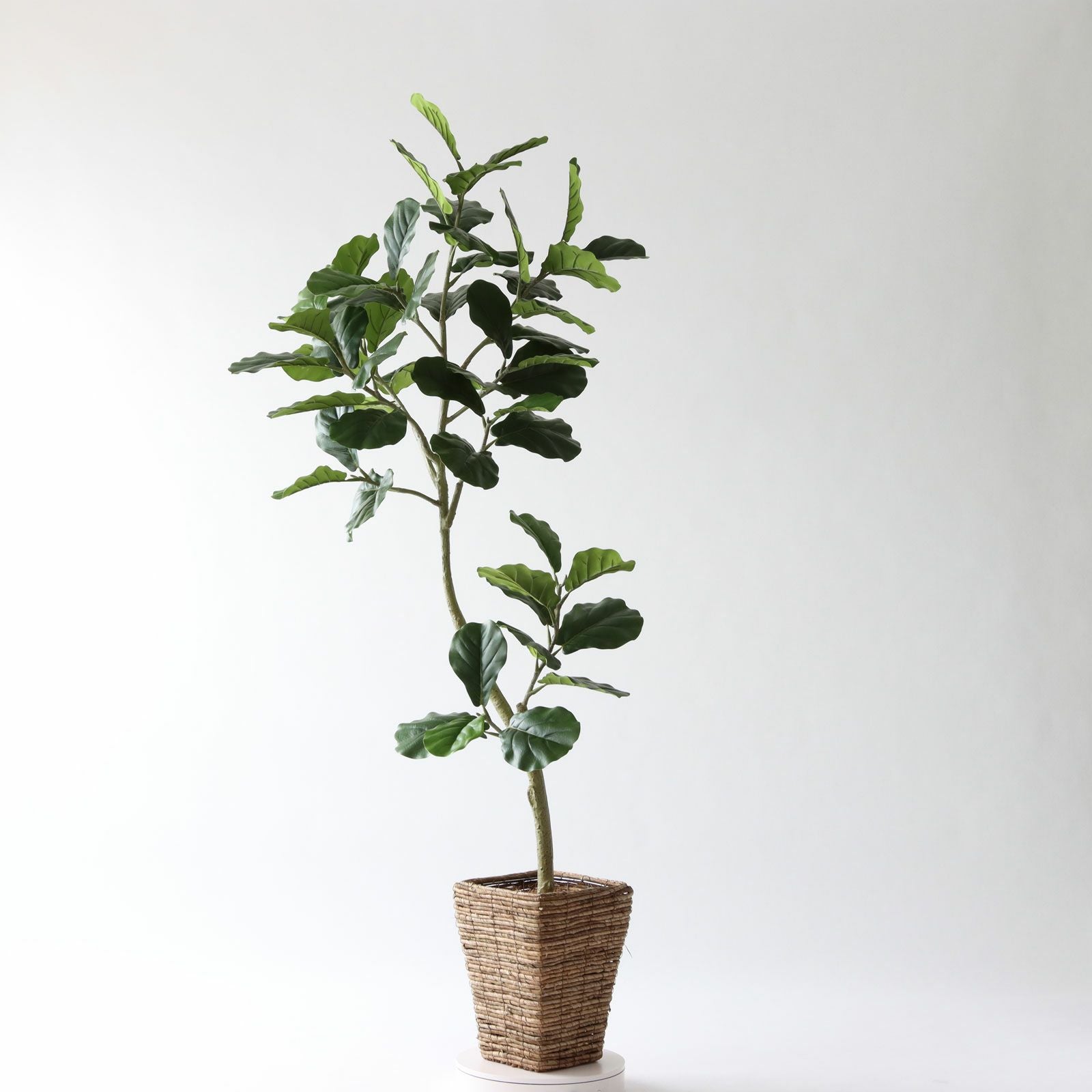 【光触媒人工観葉植物】約165cm フェイクグリーン 直接引取り値引き有 No.9425 プレミアム光触媒フェイクグリーン【幹のラインを整えた半完成
