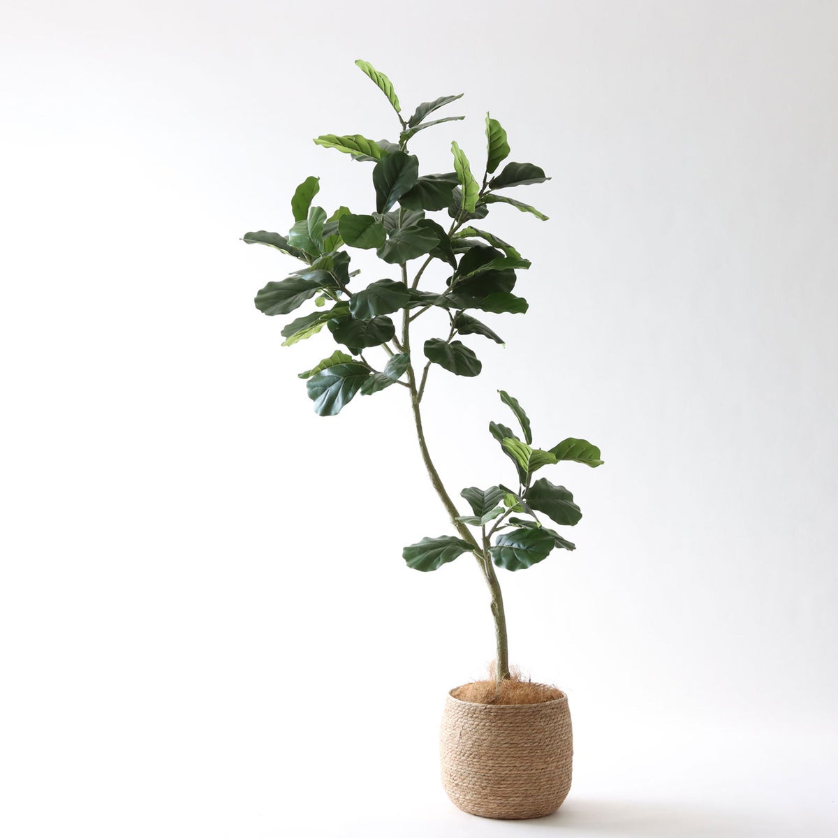 ① シーグラス 大（SK8）｜標準セット