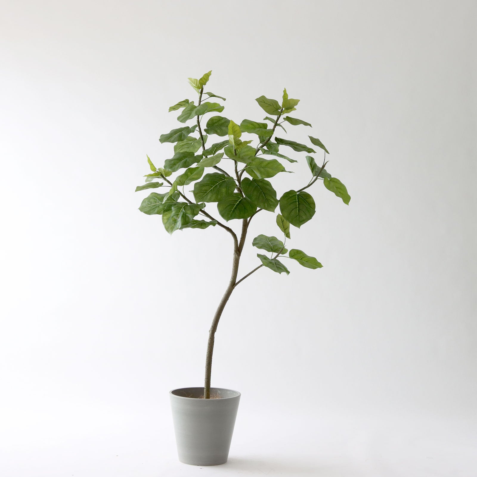 グレーの鉢カバーと大型グリーンのある空間イメージ