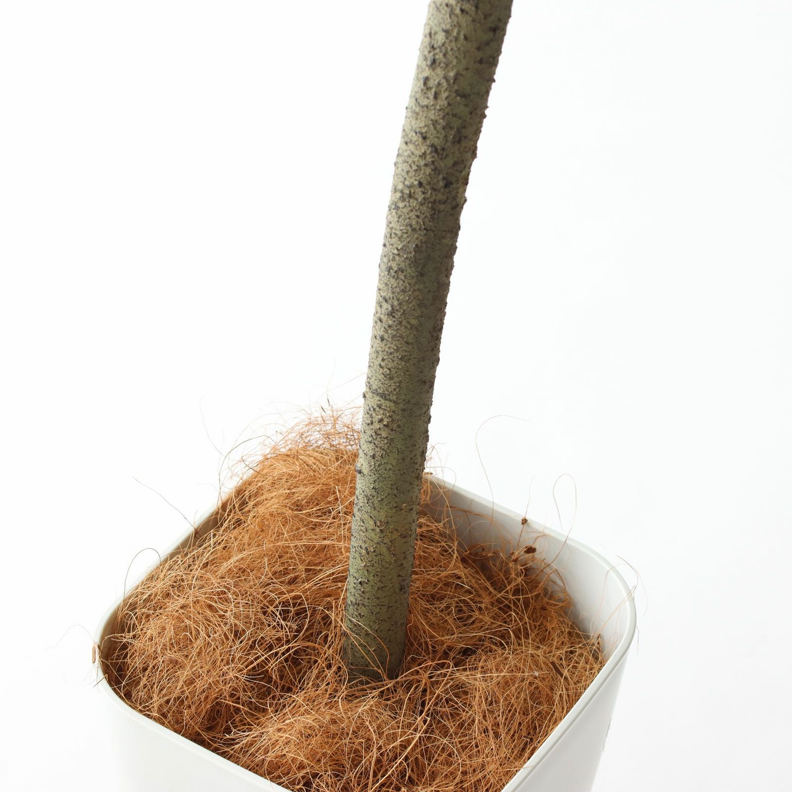 フェイク　観葉植物 No9295 プレミアム光触媒フェイクグリーン 「丸みを帯びた葉の陰影