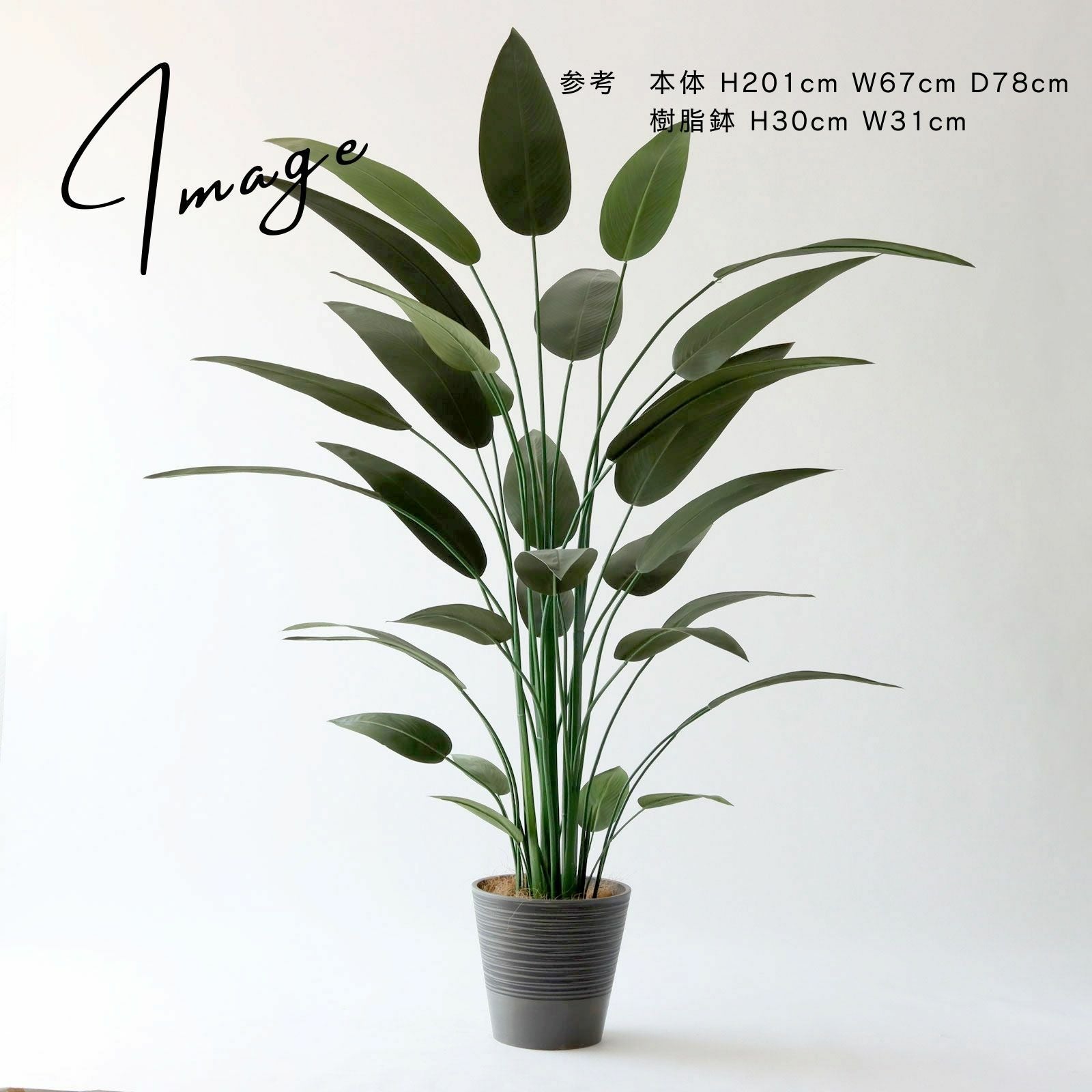 ストレリチアと鉢カバーのある空間イメージ