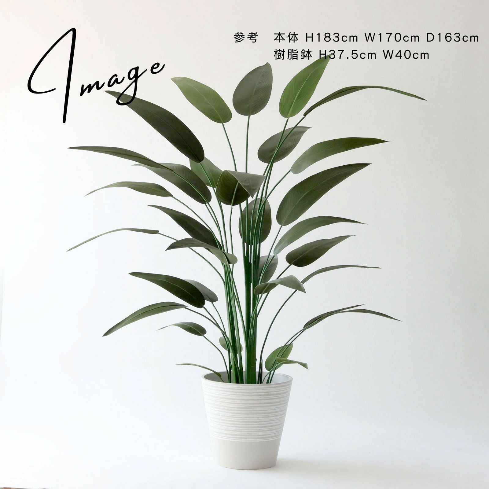 モダンの部屋に置いたストレリチア