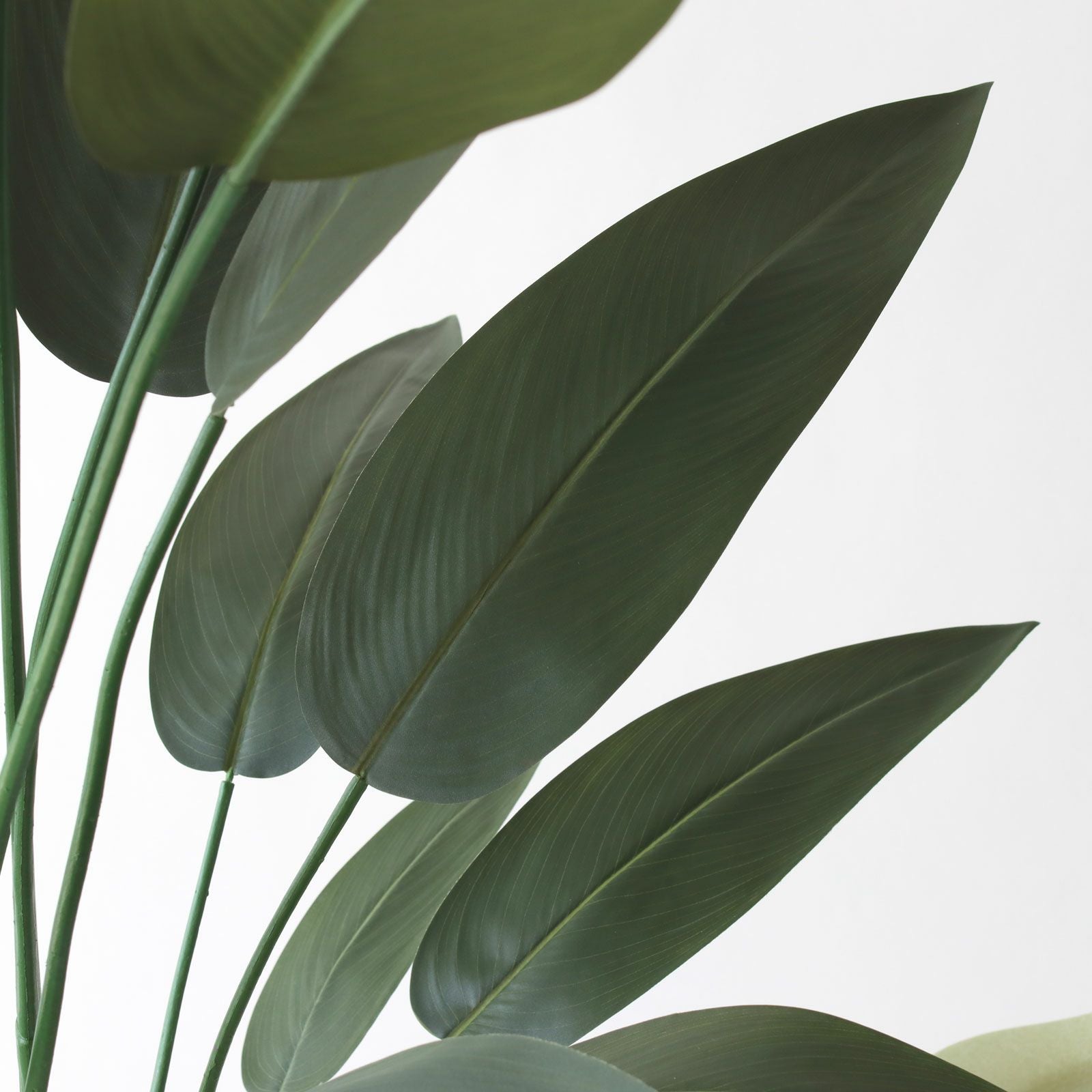 ストレリチア レギネ 葉のディテール