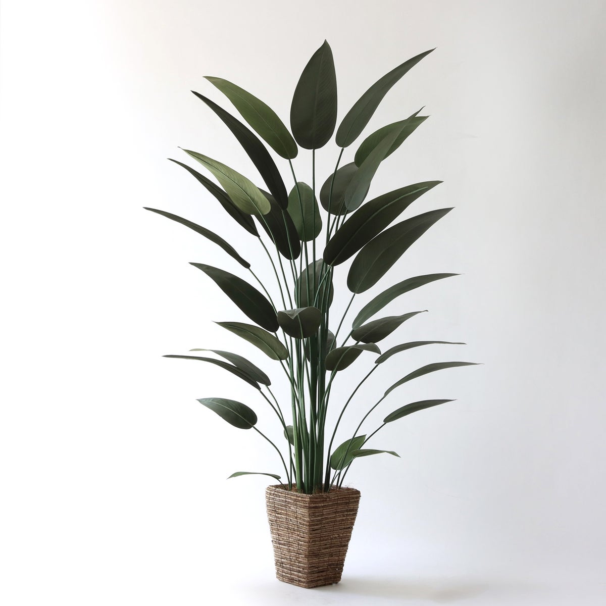 ② バナナリーフ 大（KG5-SRE）｜標準セット