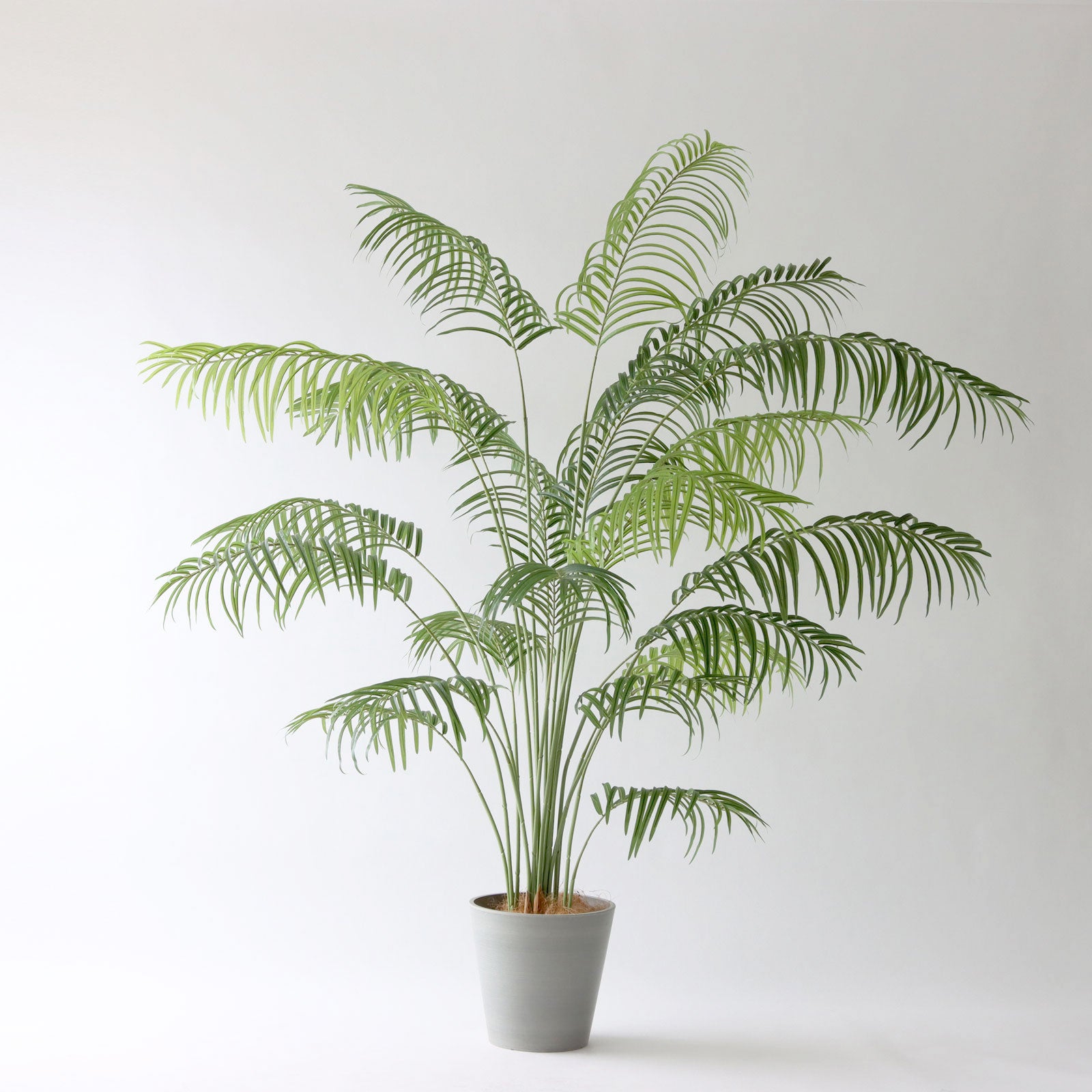 グレー鉢のアレカパーム