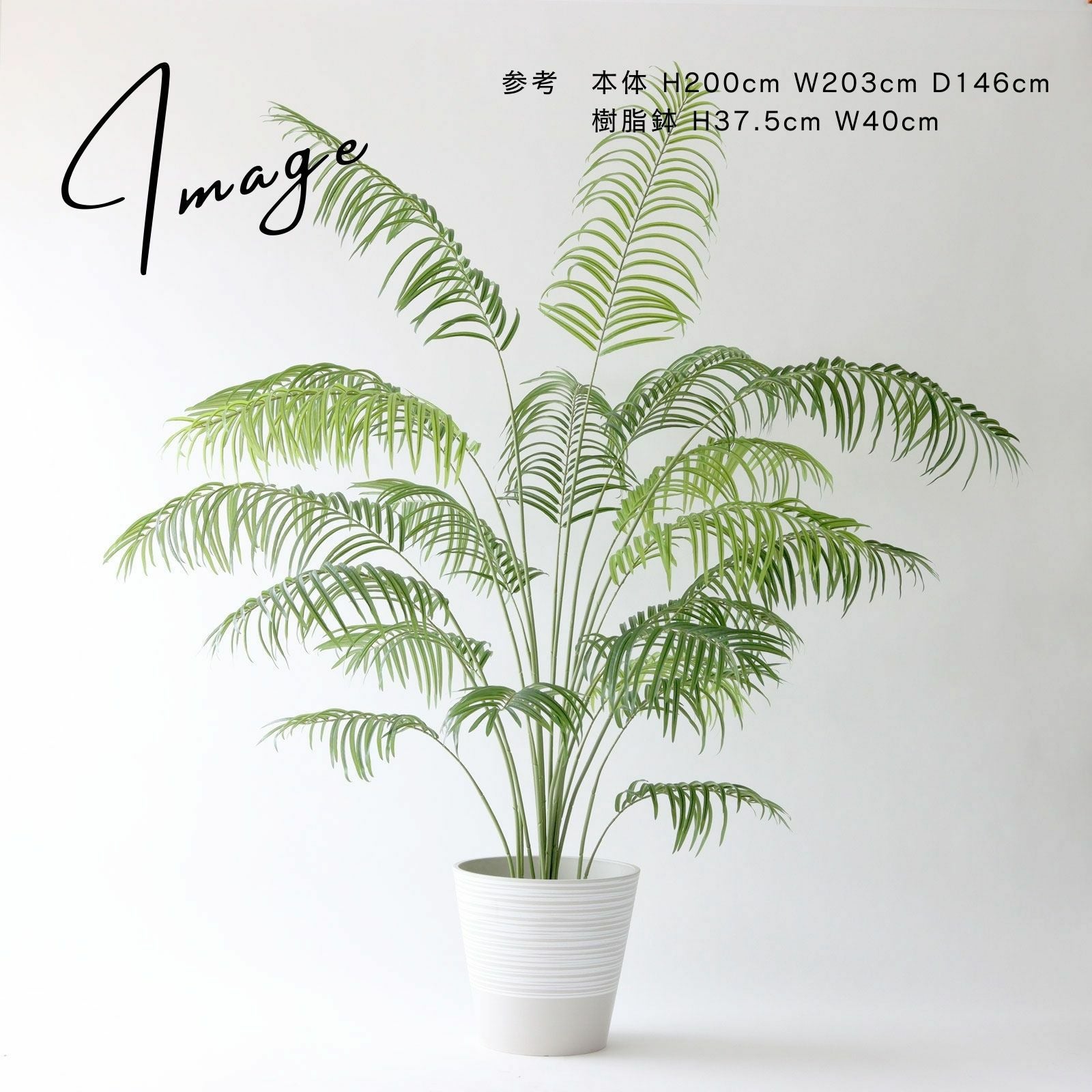 白い鉢カバーのアレカパーム