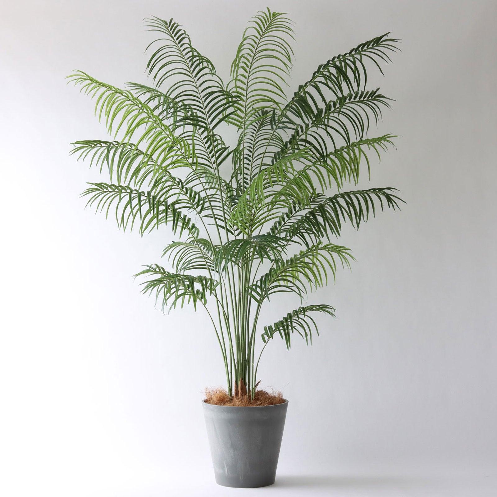 アレカパームの鉢アレンジ（小）