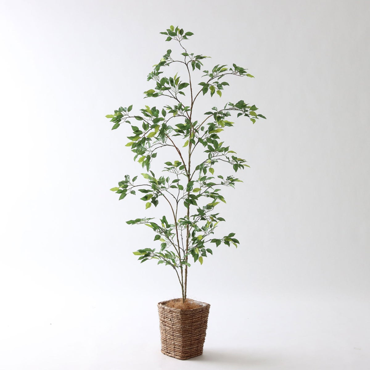 ⑤ バナナリーフ ミニ（KG77）｜標準セット