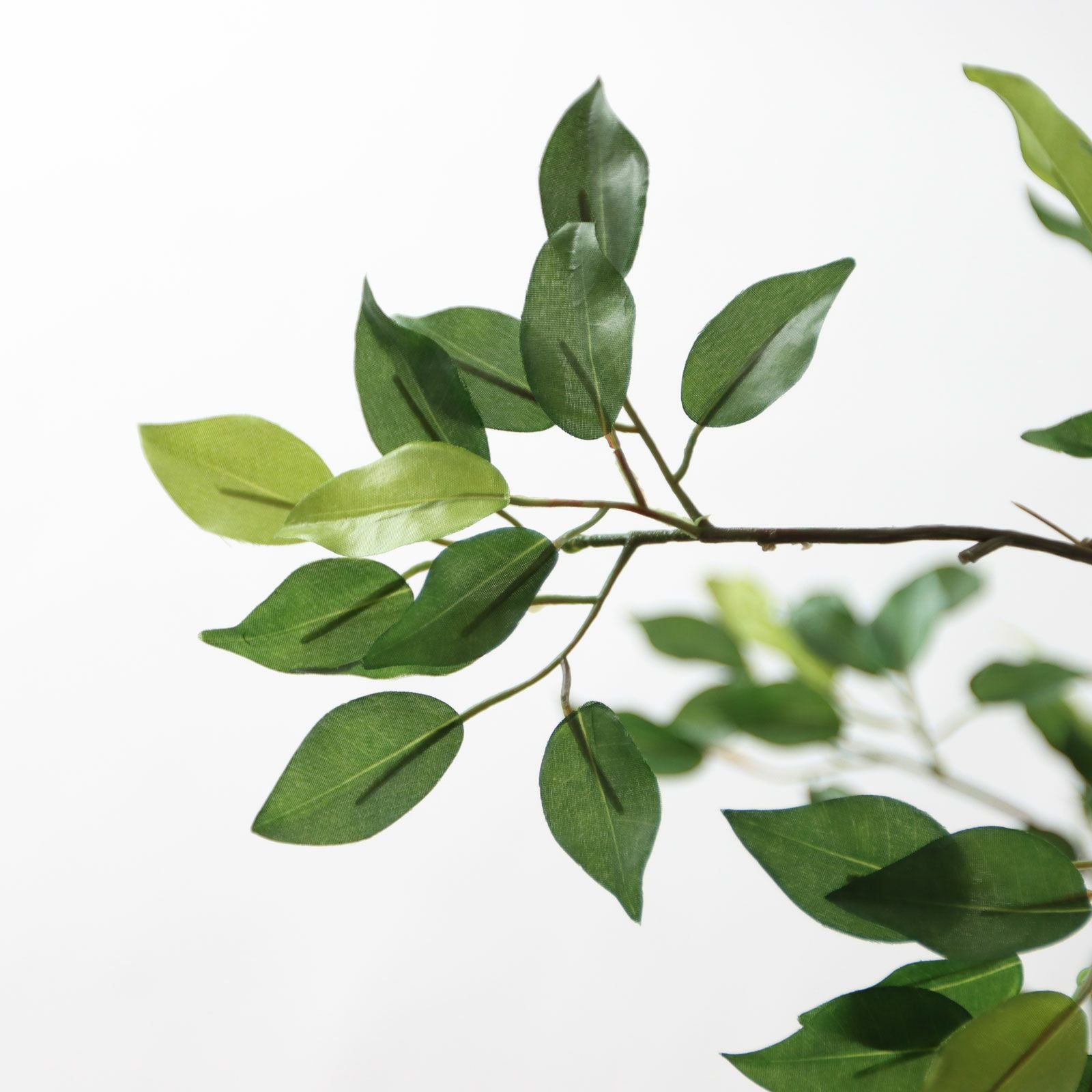 フィカス・ベンジャミン 葉のディテール