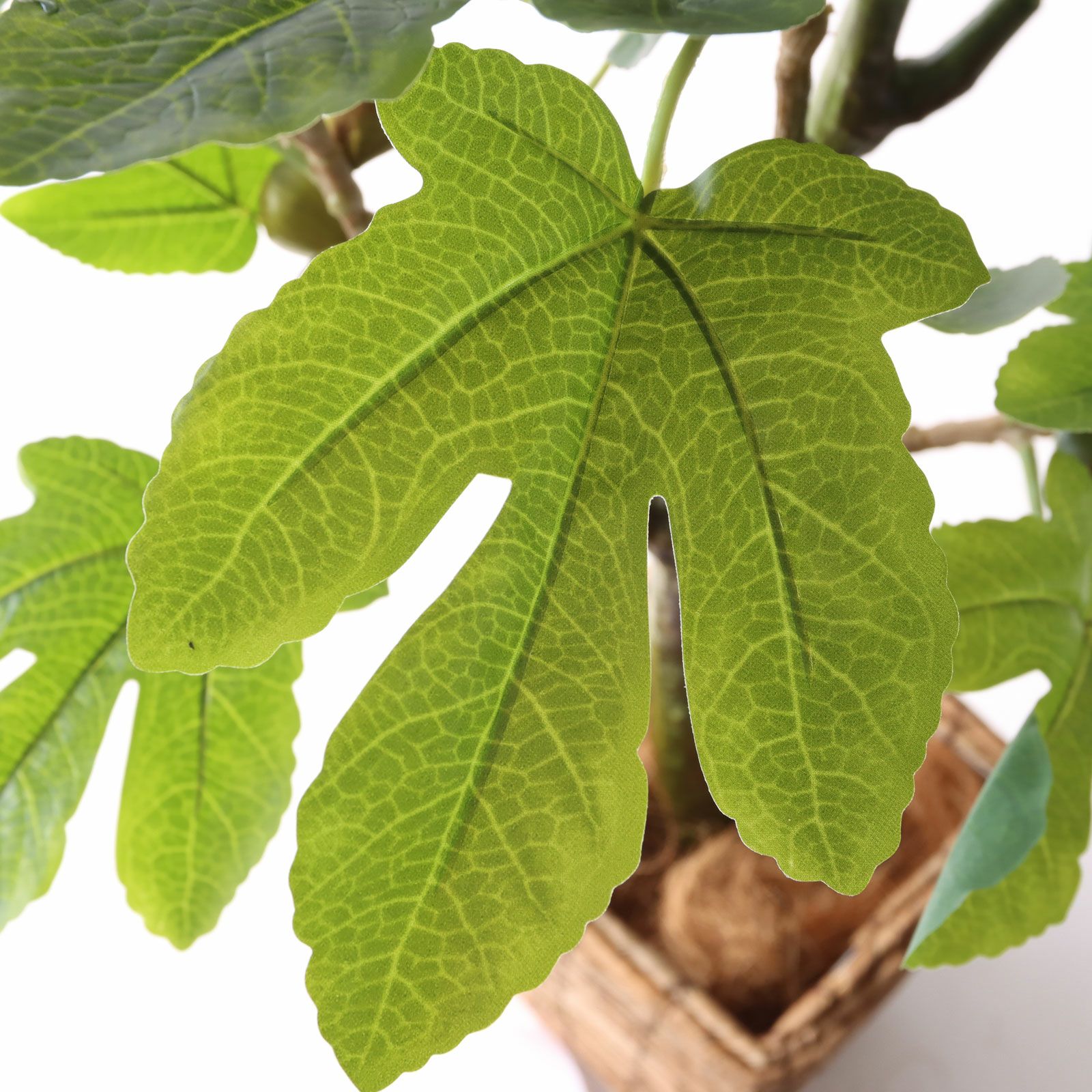 葉の質感・葉ぶり