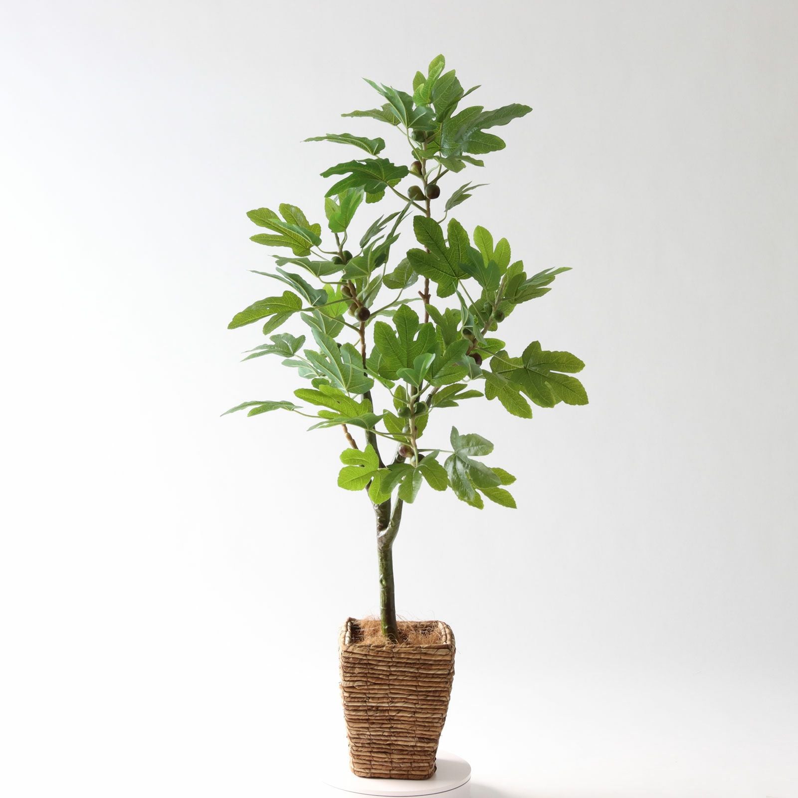 光触媒　人工観葉植物　フェイクグリーン　サンライズローズ1.65 No9383 プレミアム光触媒フェイクグリーン【幹のラインを整えた半完成