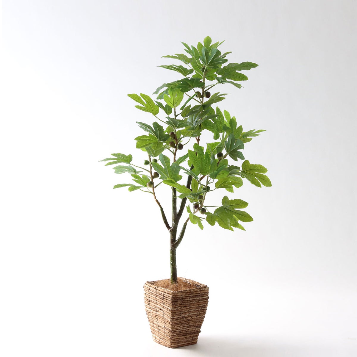 ④ バナナリーフ 小（KG4-SRE）｜高さ調整セット