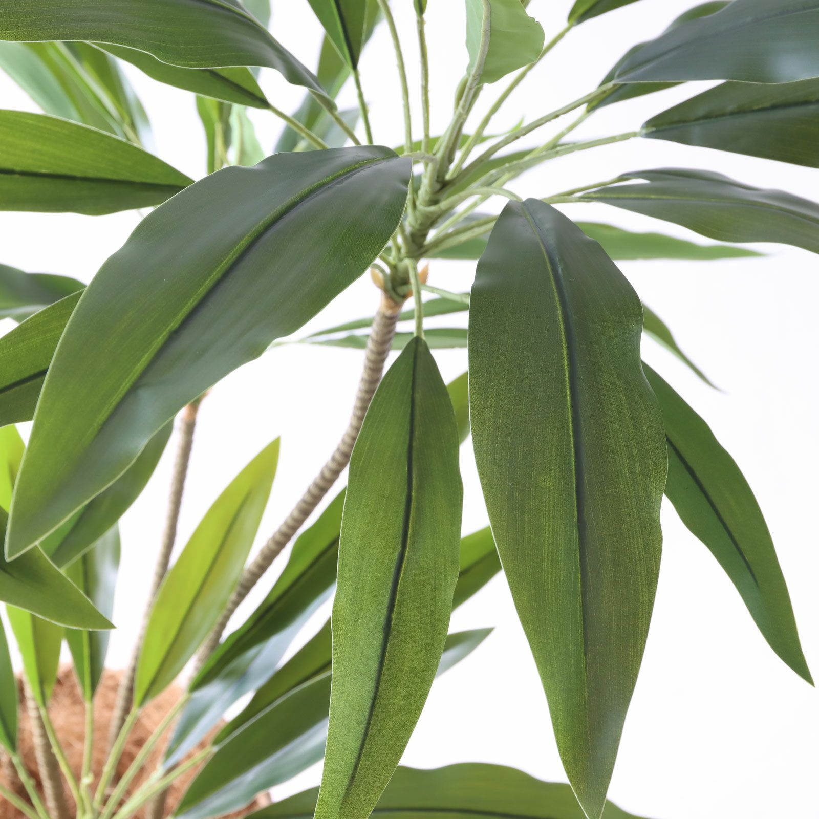 コルジリネの葉ディテール