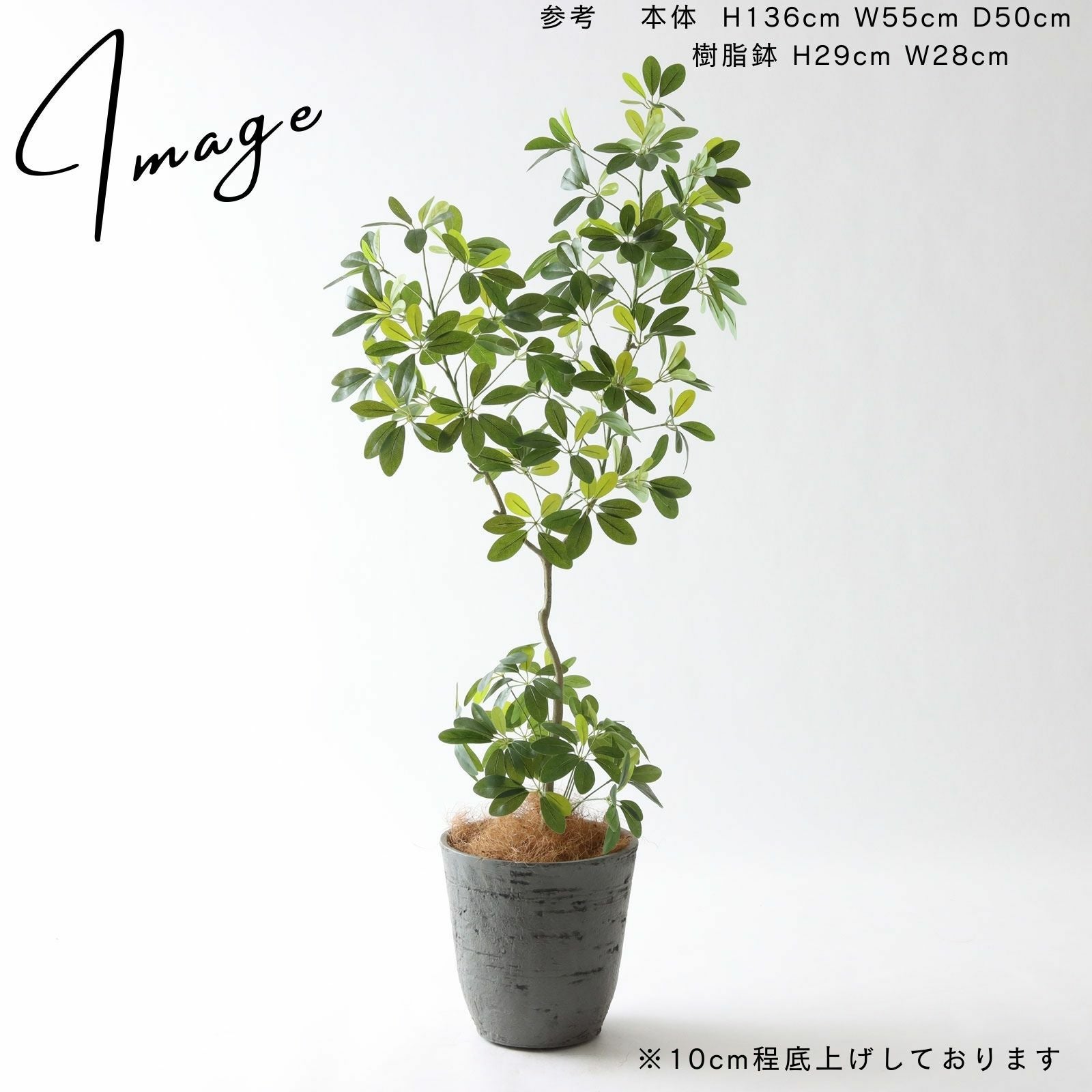 シェフレラ・カポック 鉢カバーアレンジ