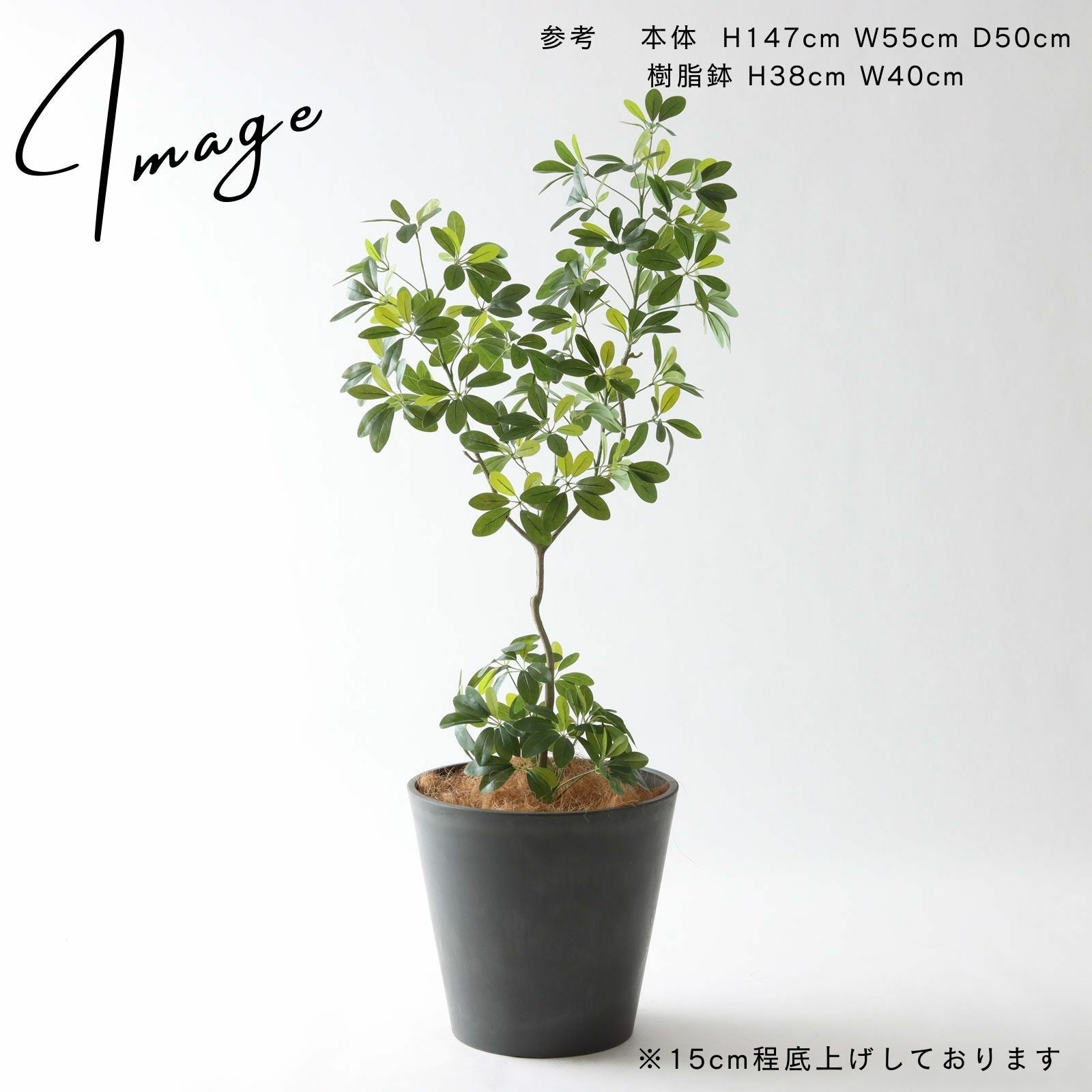 シェフレラ・カポック 鉢カバーアレンジ別角度