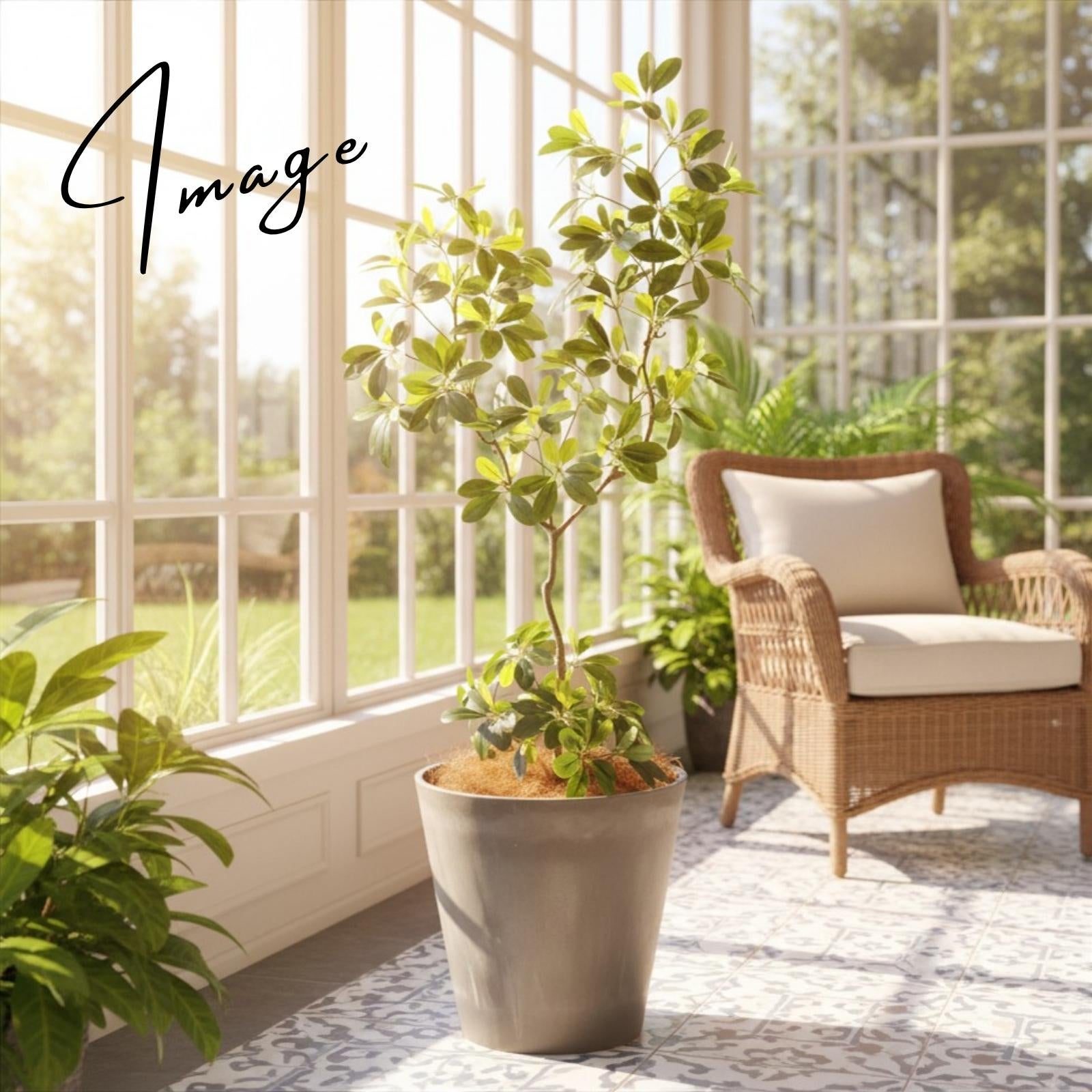 コンサバトリーに置かれたグリーン