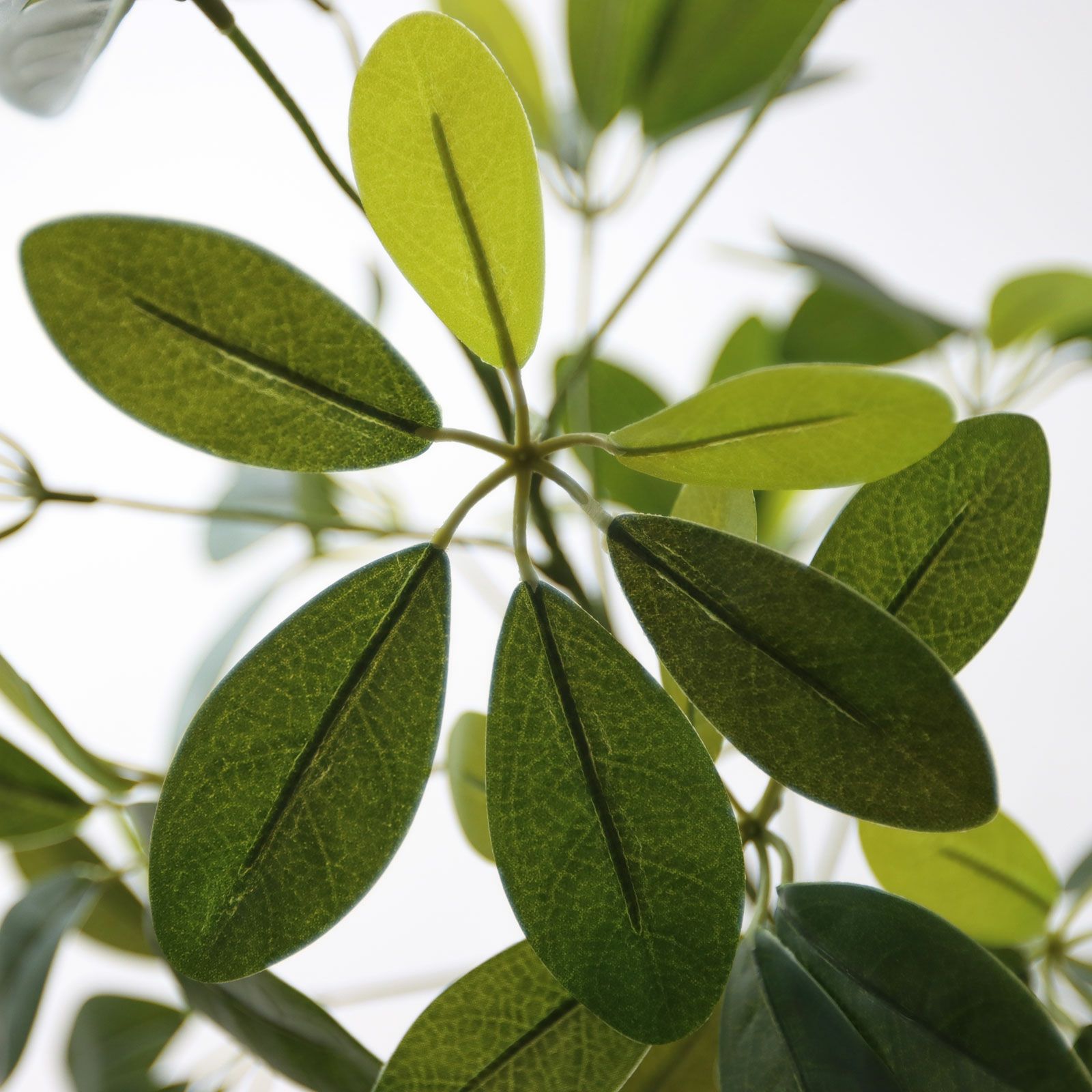 シェフレラ・カポック 丸い葉のアップ