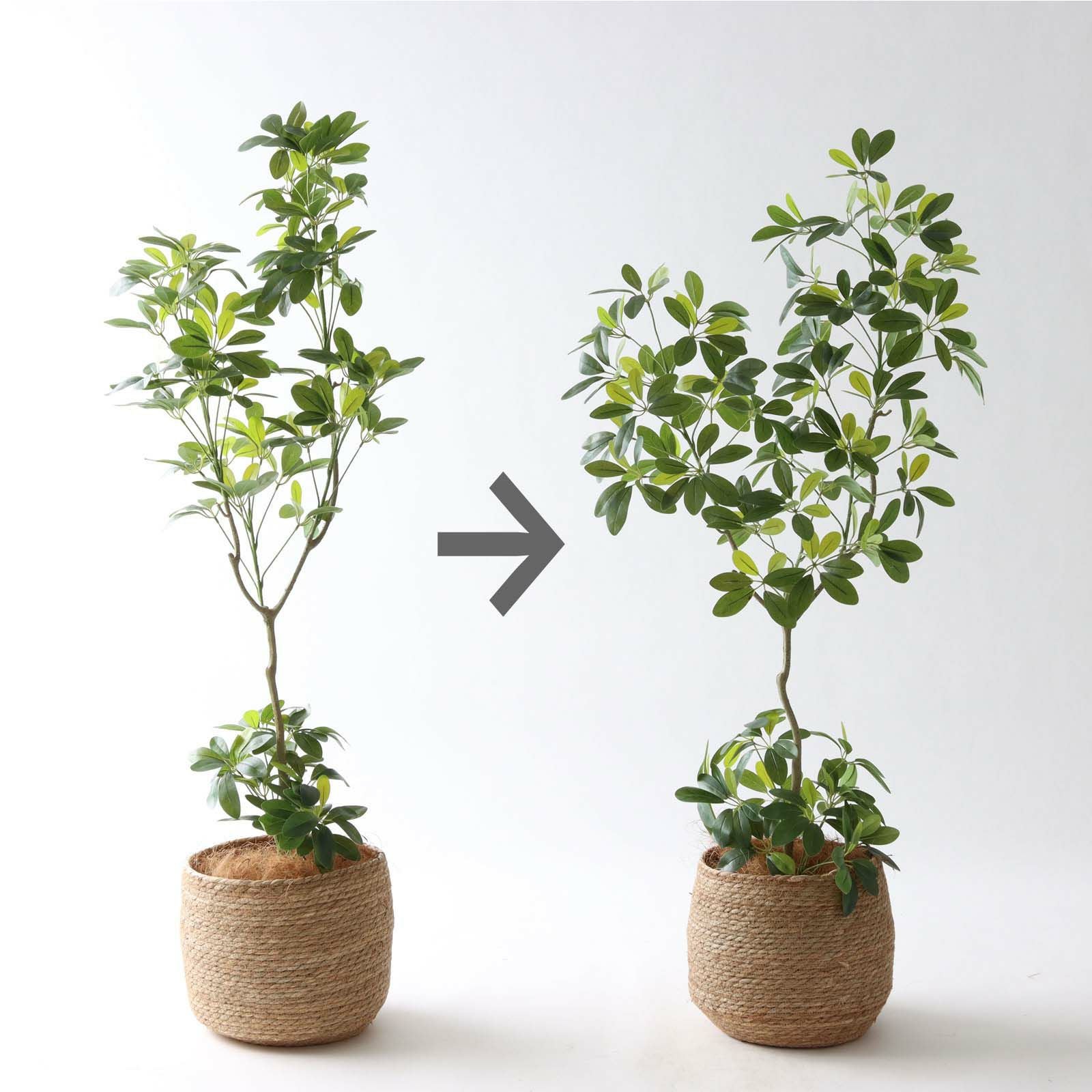 シェフレラ・カポック 半完成品状態