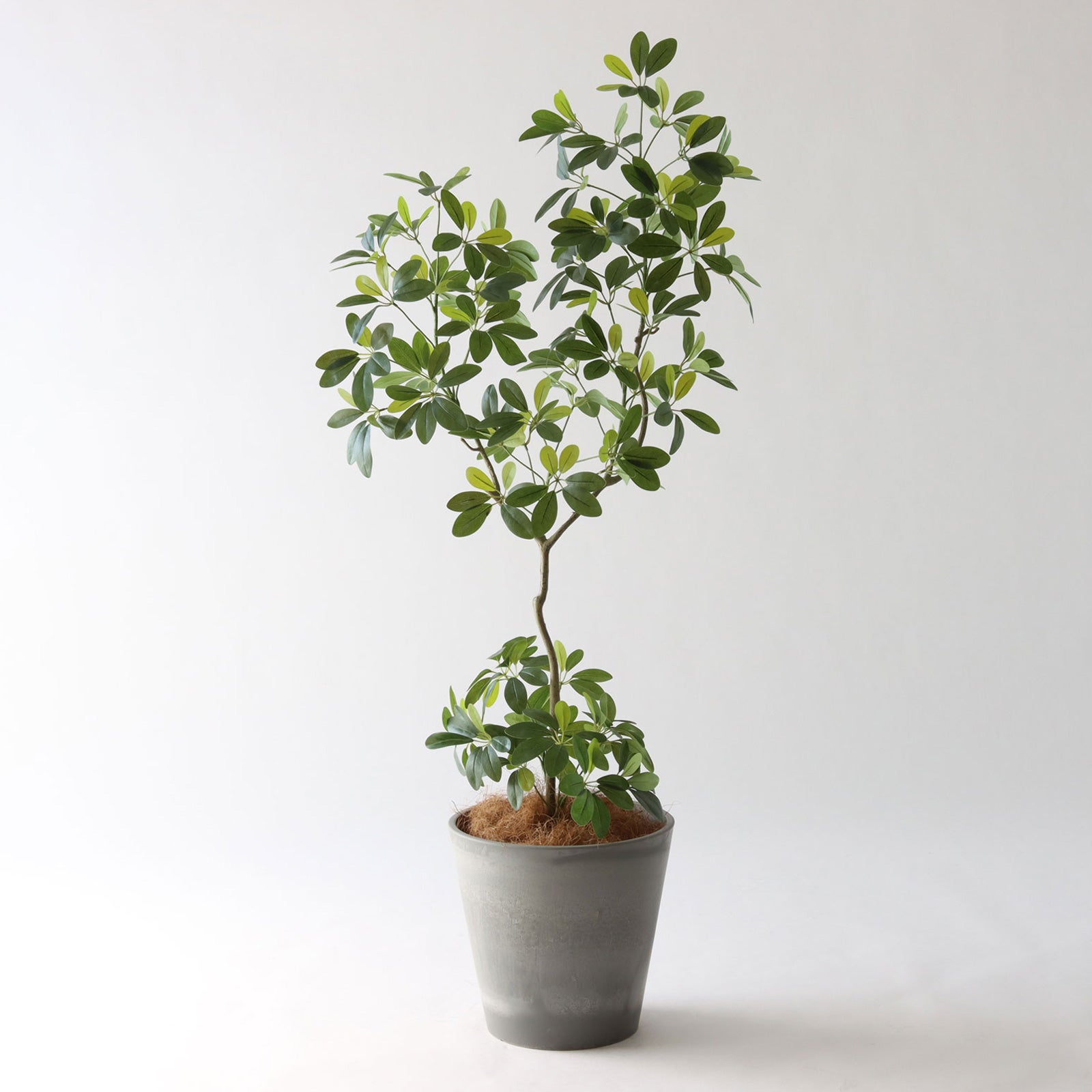 幹のラインを整えたフェイクグリーン 調整済み 観葉植物 インドゴムノキ