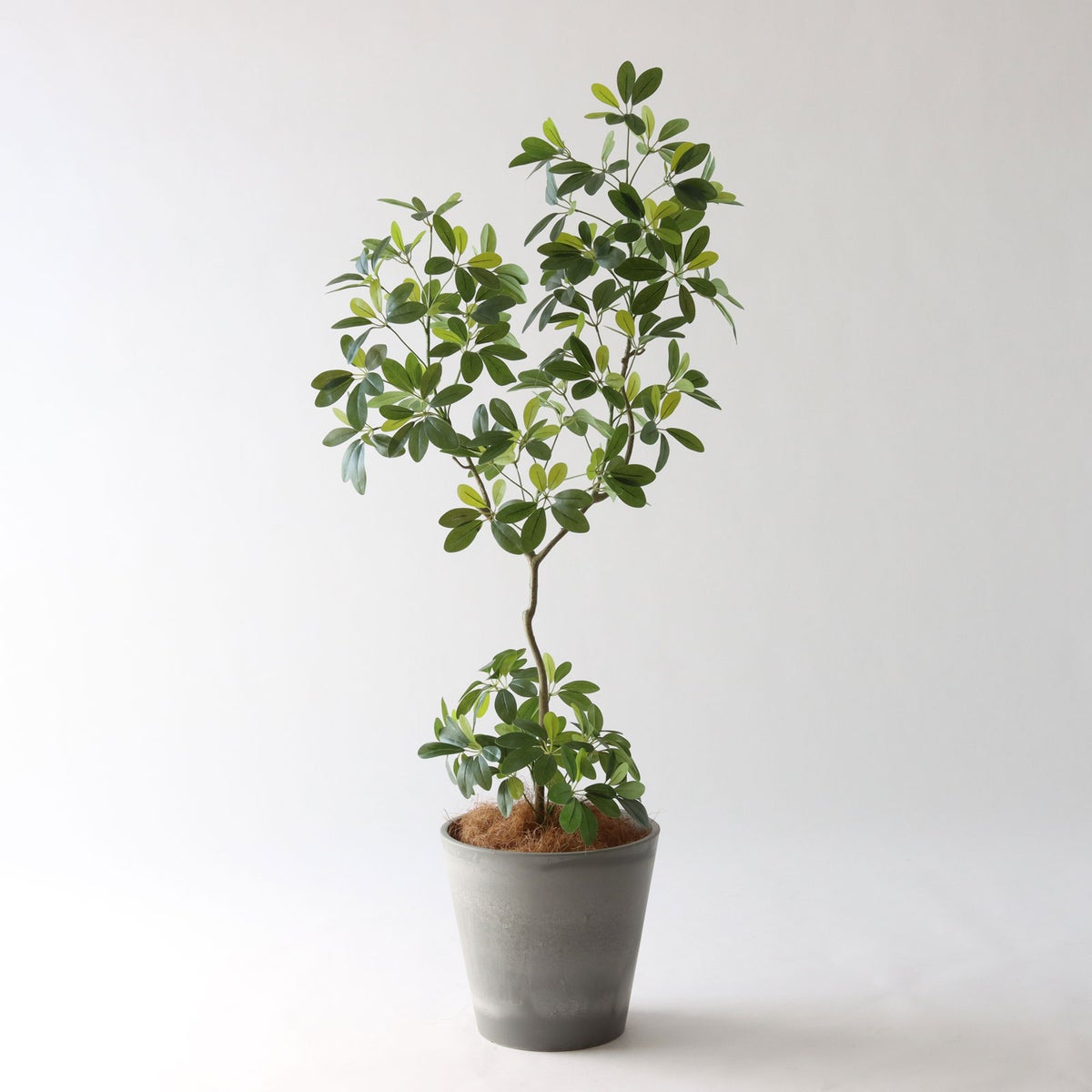 ⑮ Petraポット 小（PT8 グレー）鉢カバー＋底上げセット