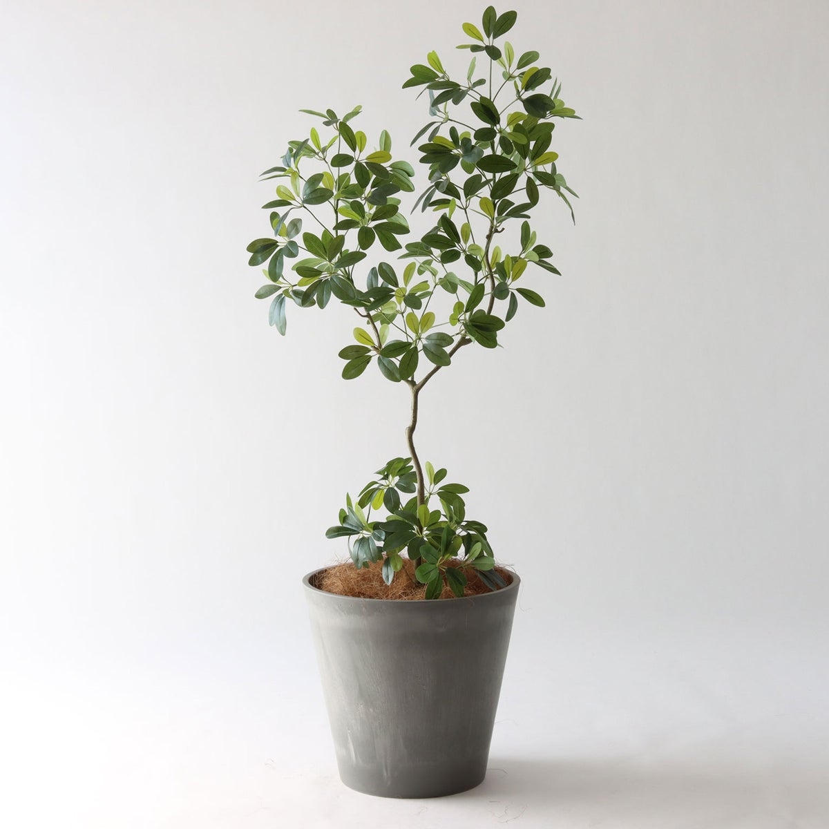 ⑯ Petraポット 大（PT10 グレー）｜高さ調整セット（+15cm）