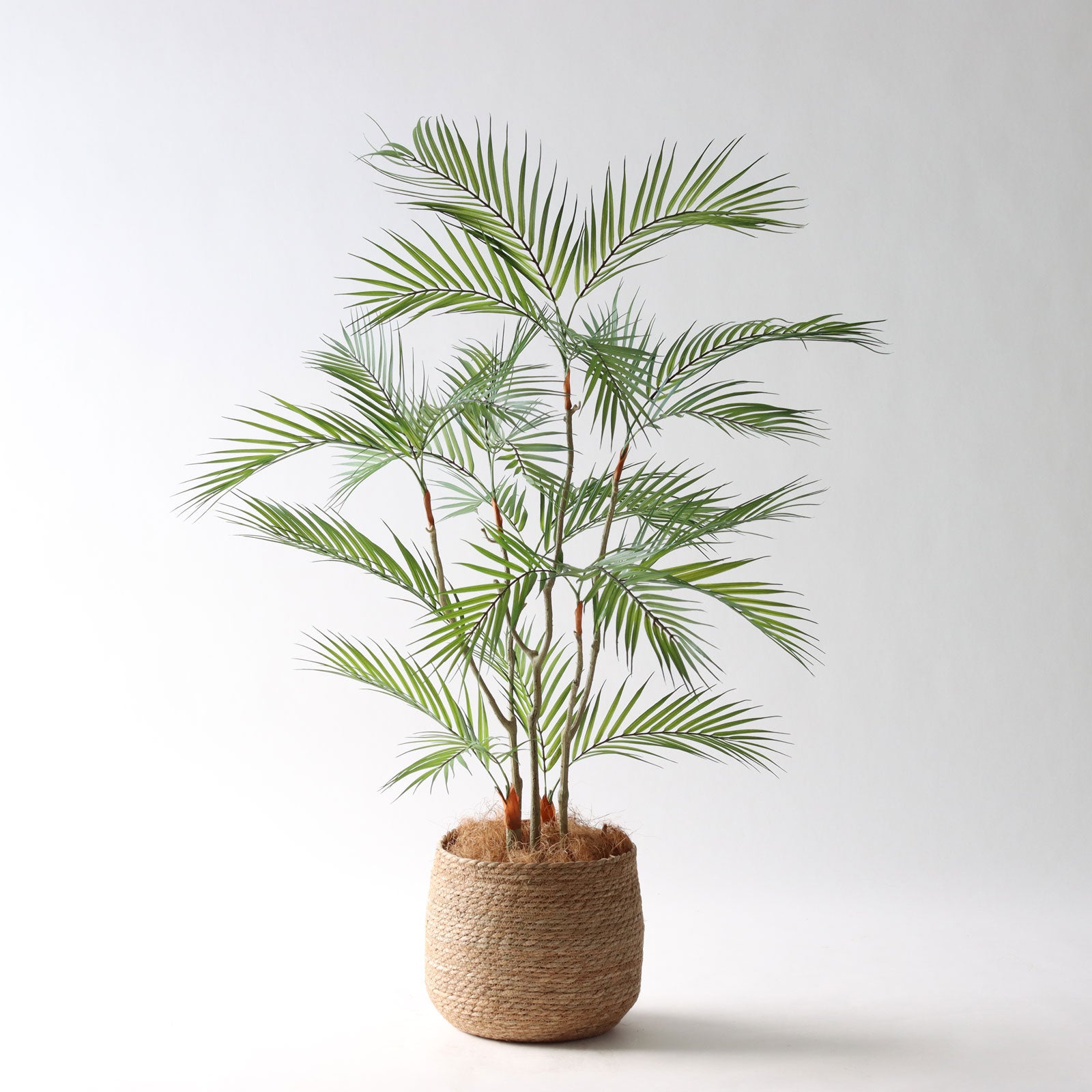 人工観葉植物 レア　西海岸　インテリア 西海岸風 | プレミアム光触媒フェイクグリーン 造花ドットコム zouka.com