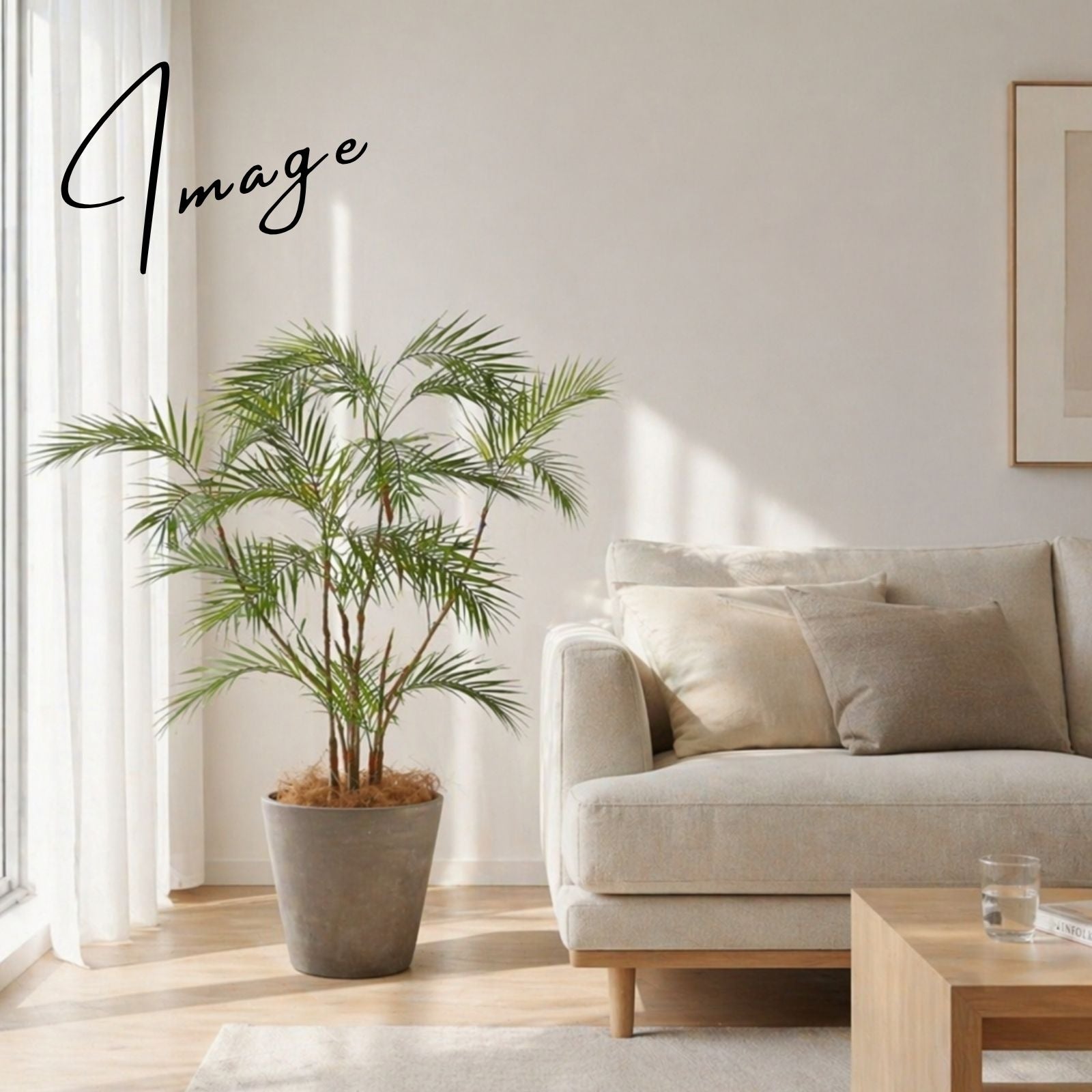 リビングのソファ横に置かれたアレカパーム