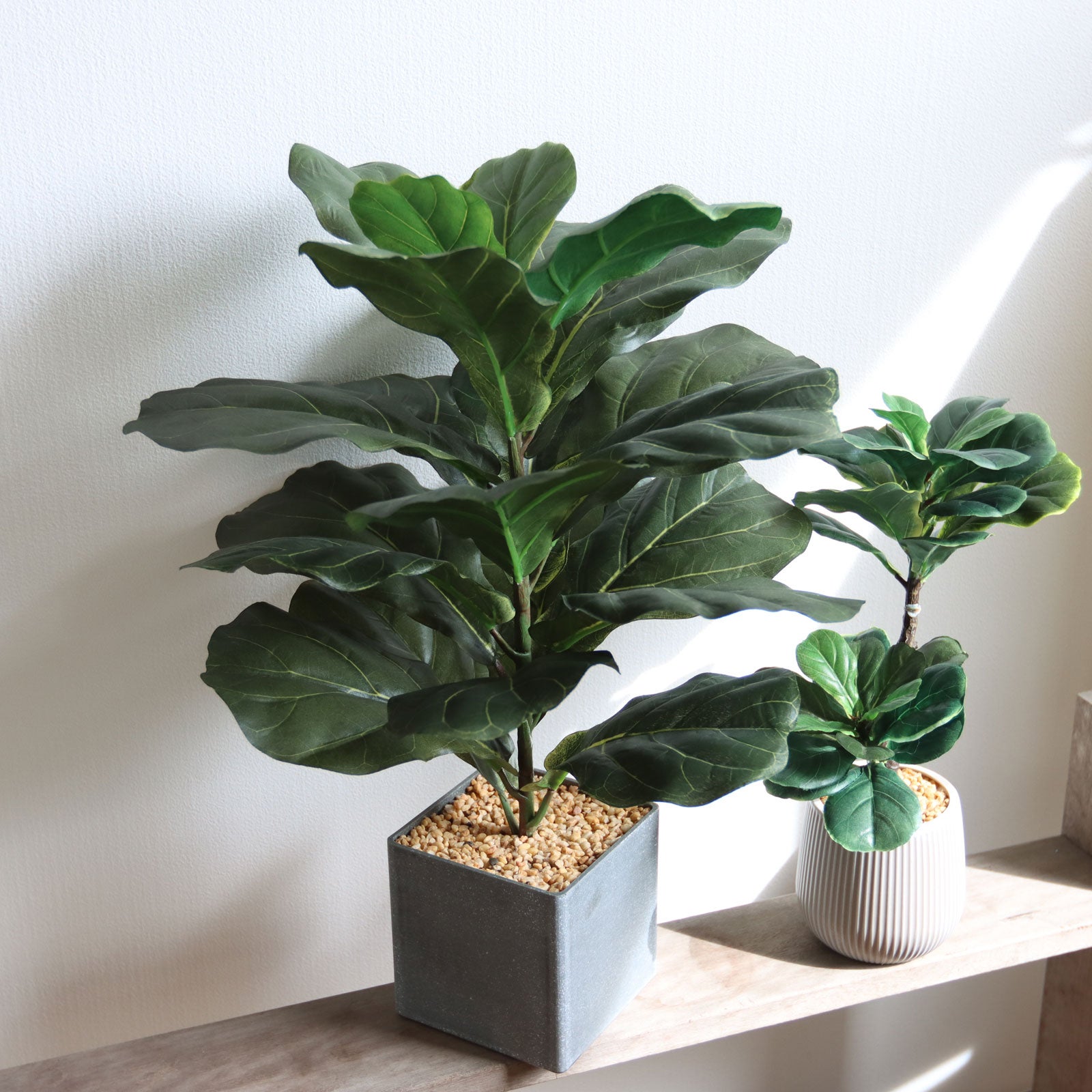 木製の植物台とフィドルリーフフィグ