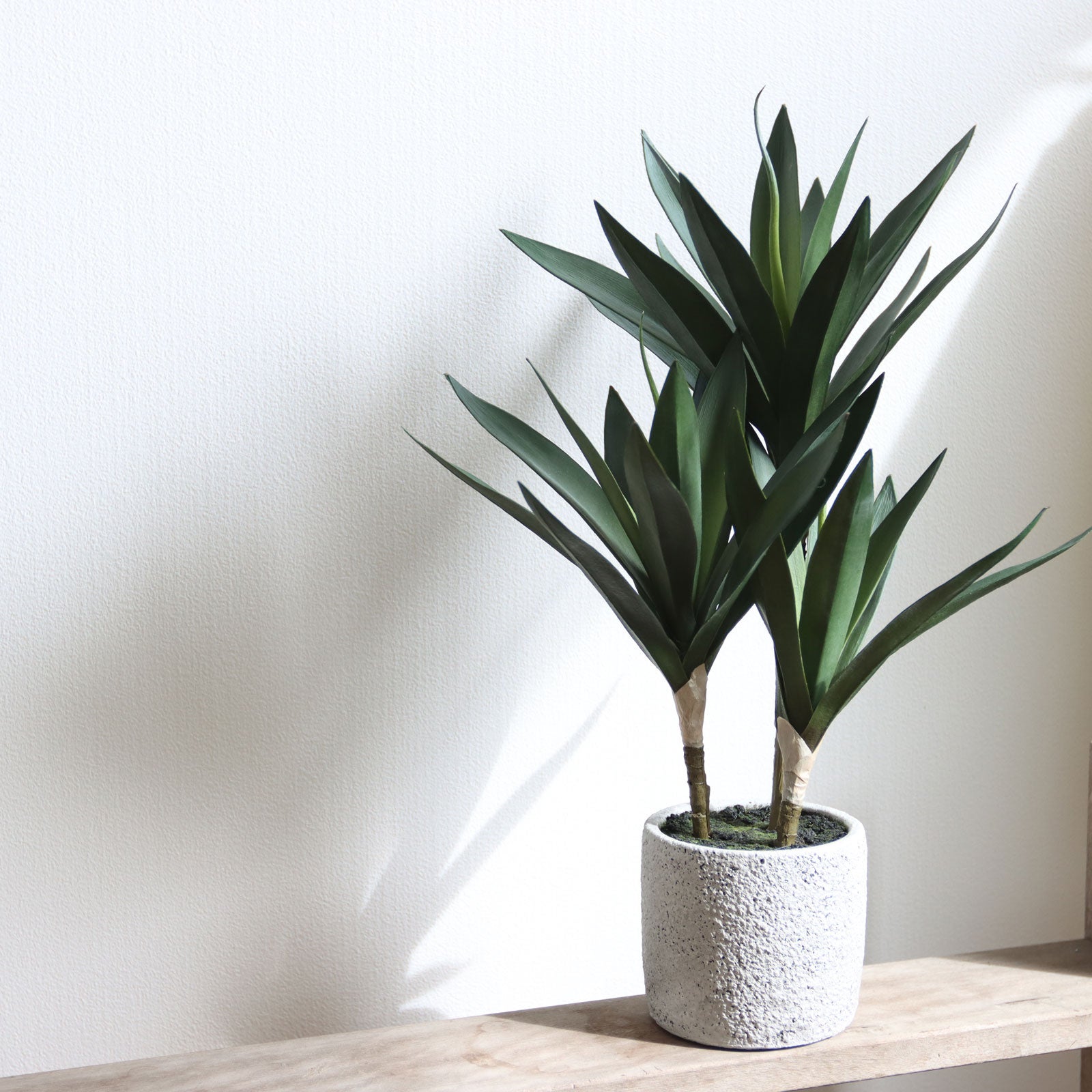 壁際に飾られたグリーンと光