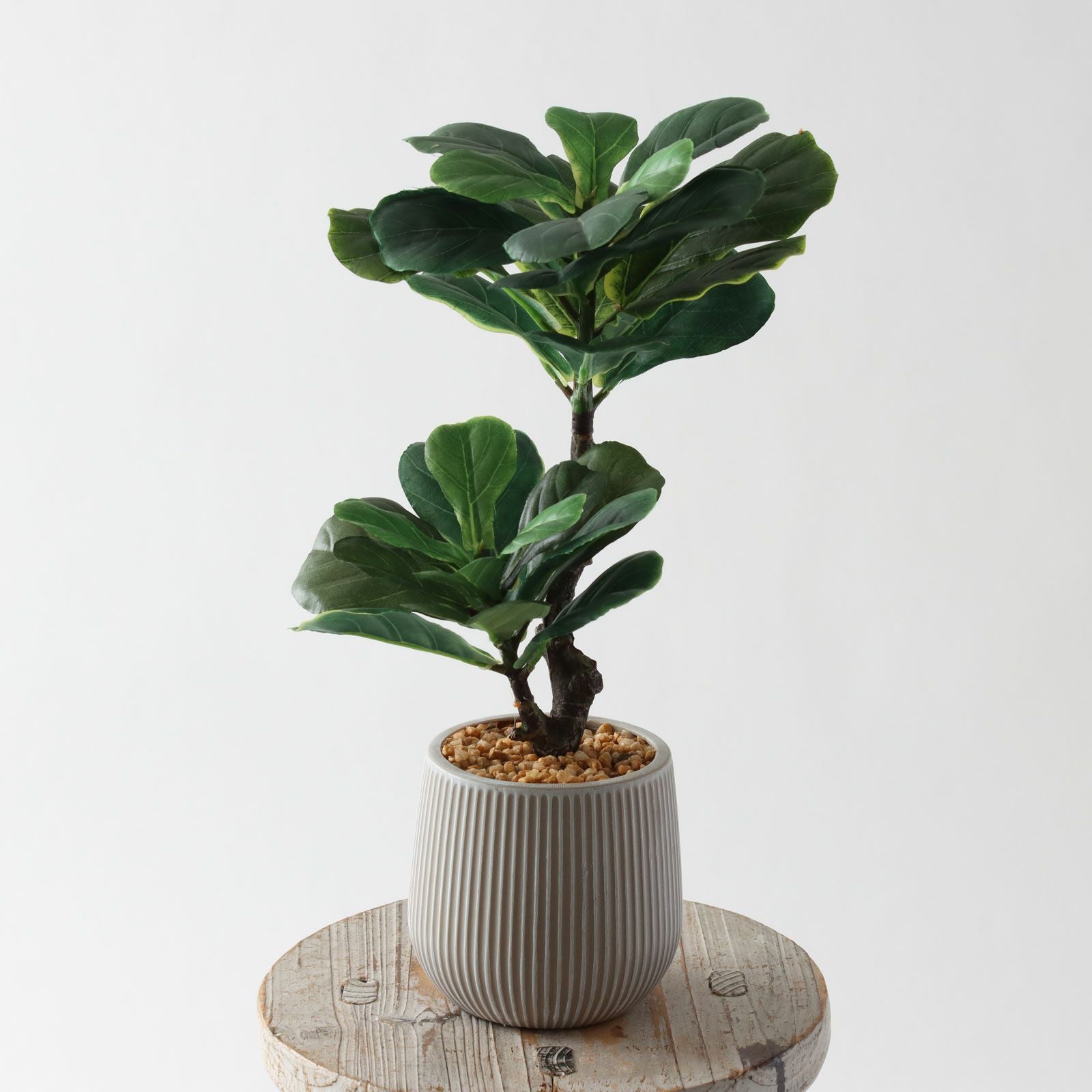 造花ドットコム　　植物(フェイクグリーン)　パキラ パキラ | プレミアム光触媒フェイクグリーン 造花ドットコム zouka.com