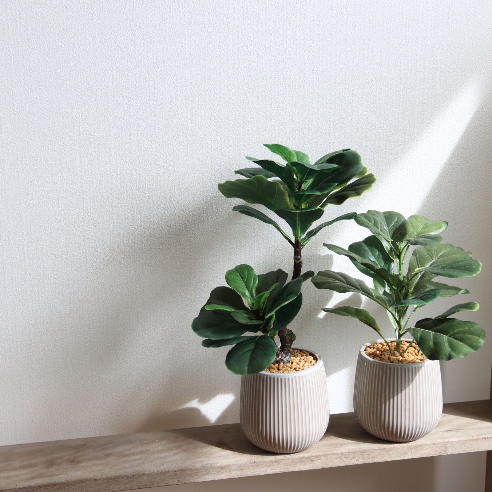 No8439 フィドルリーフフィグのある朝の部屋イメージ