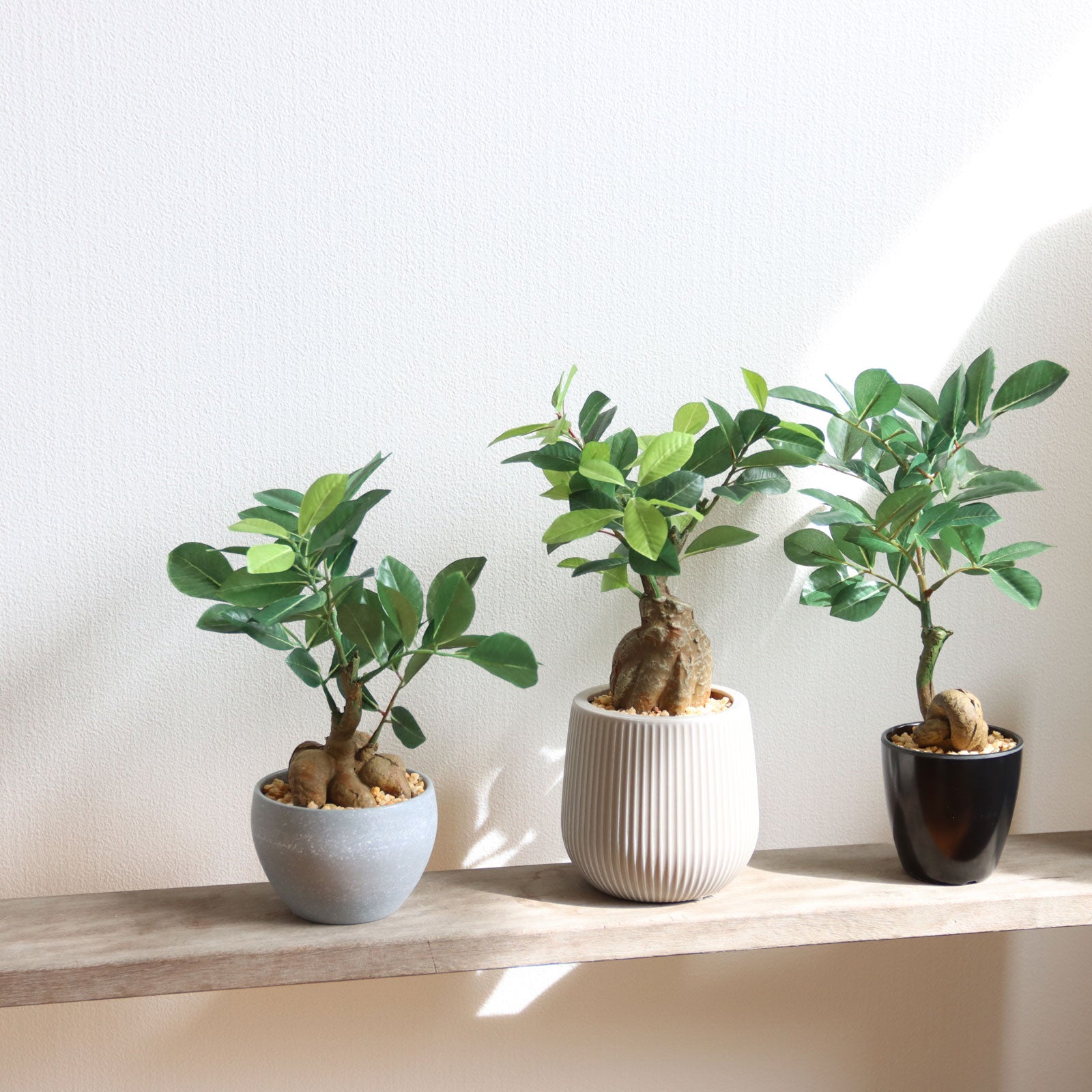 No8464 プレミアム光触媒フェイクグリーン ガジュマルのインテリアイメージ