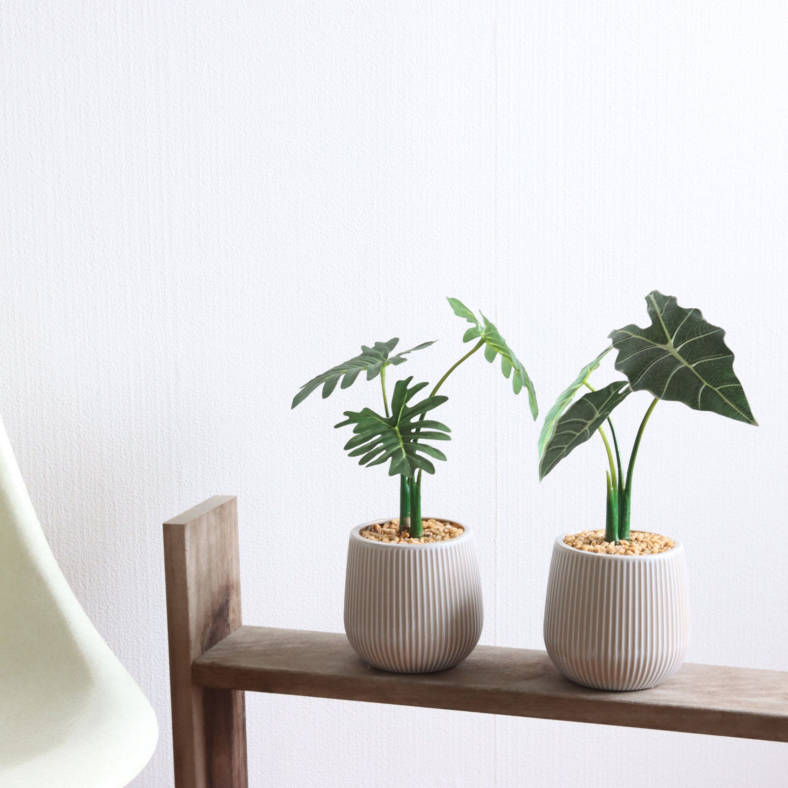 セロームリーフ アロカシア セット